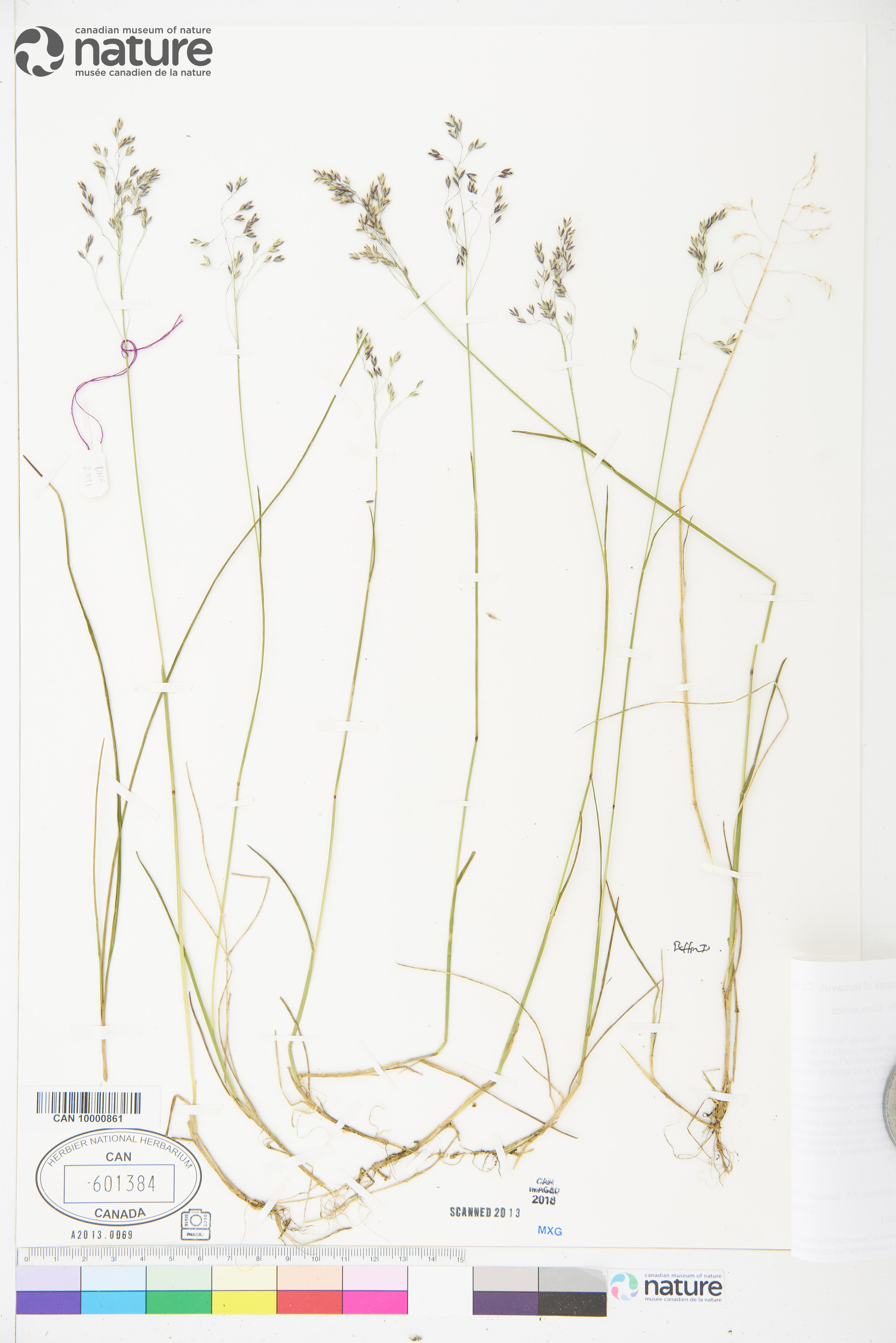 Poa arctica subsp. arctica image