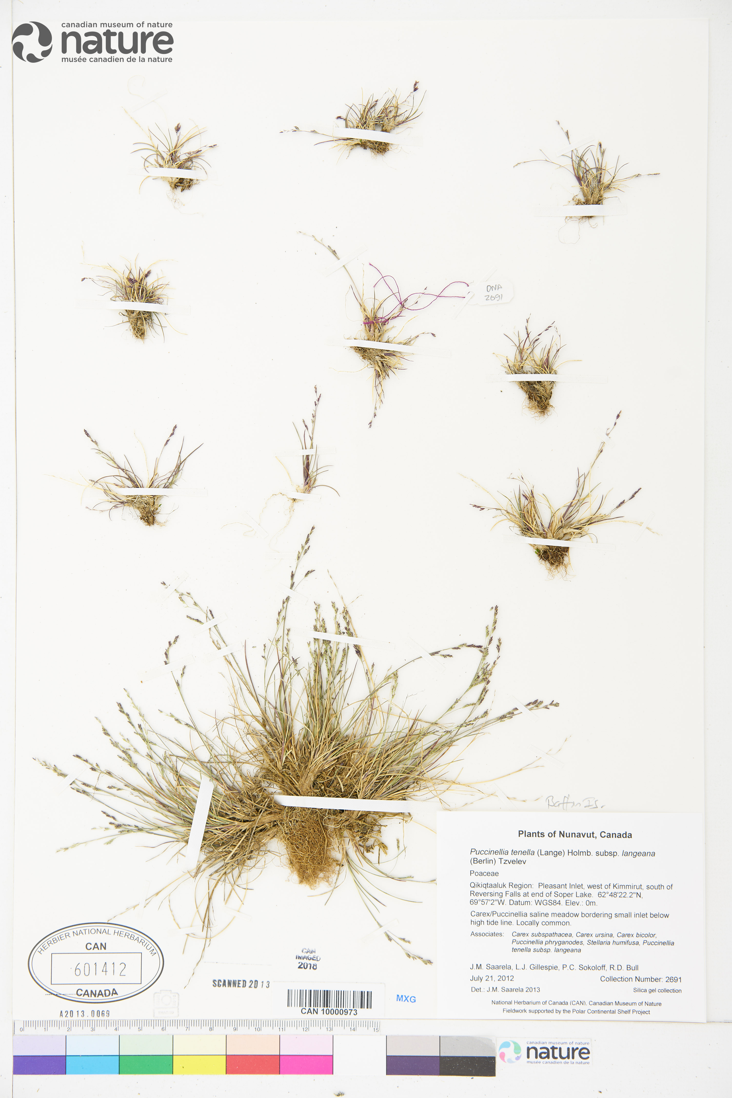 Puccinellia tenella image