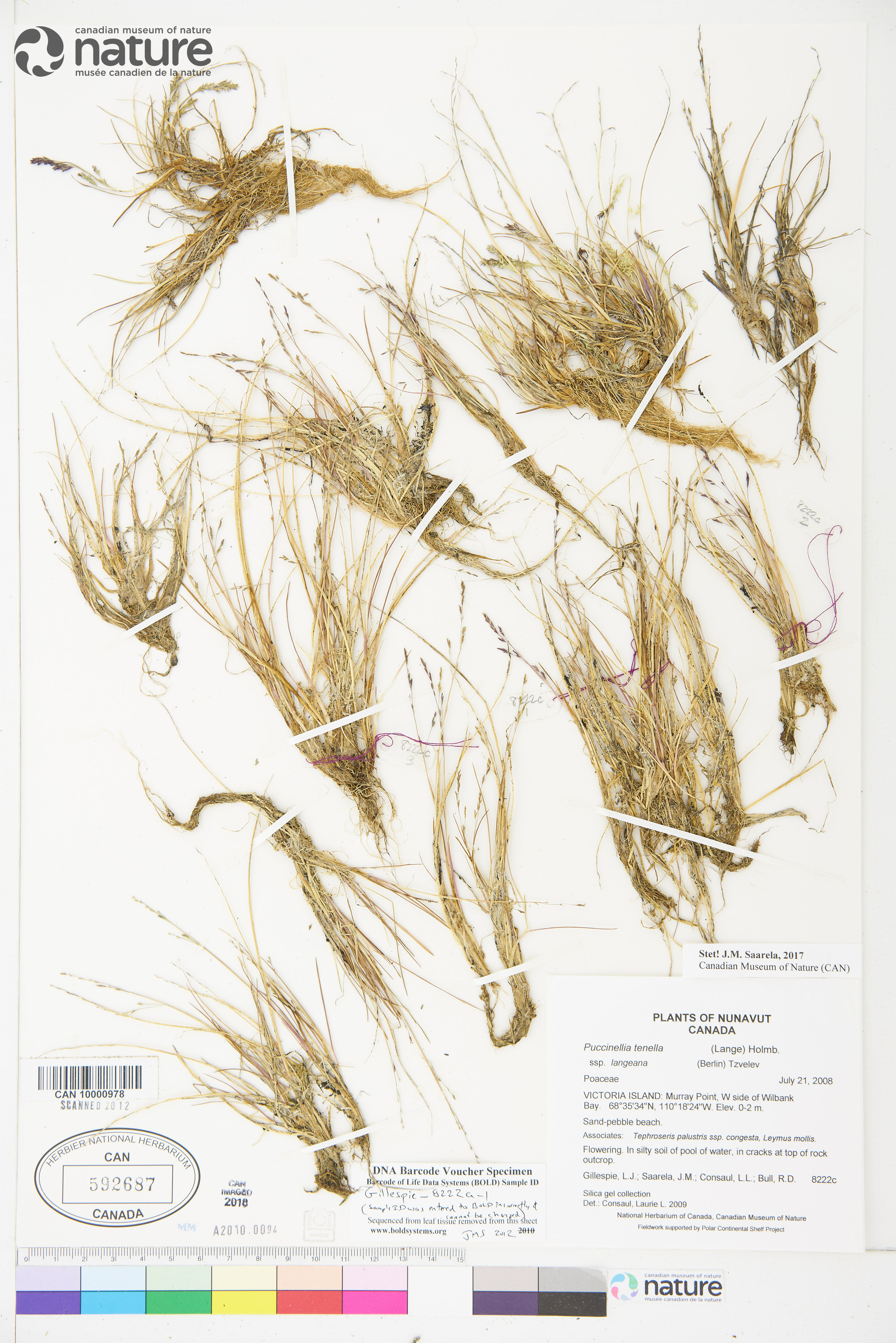 Puccinellia tenella image