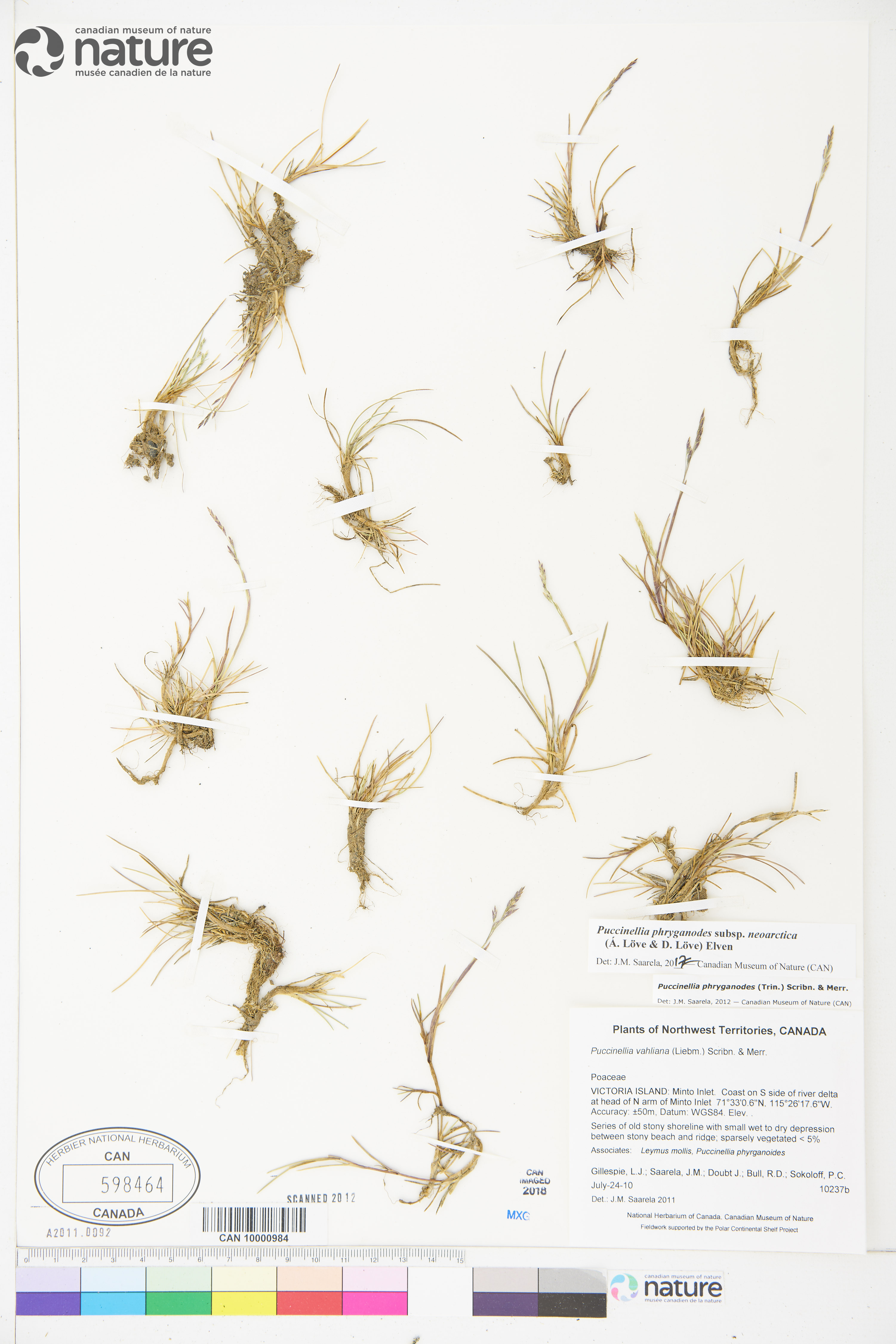 Puccinellia phryganodes image