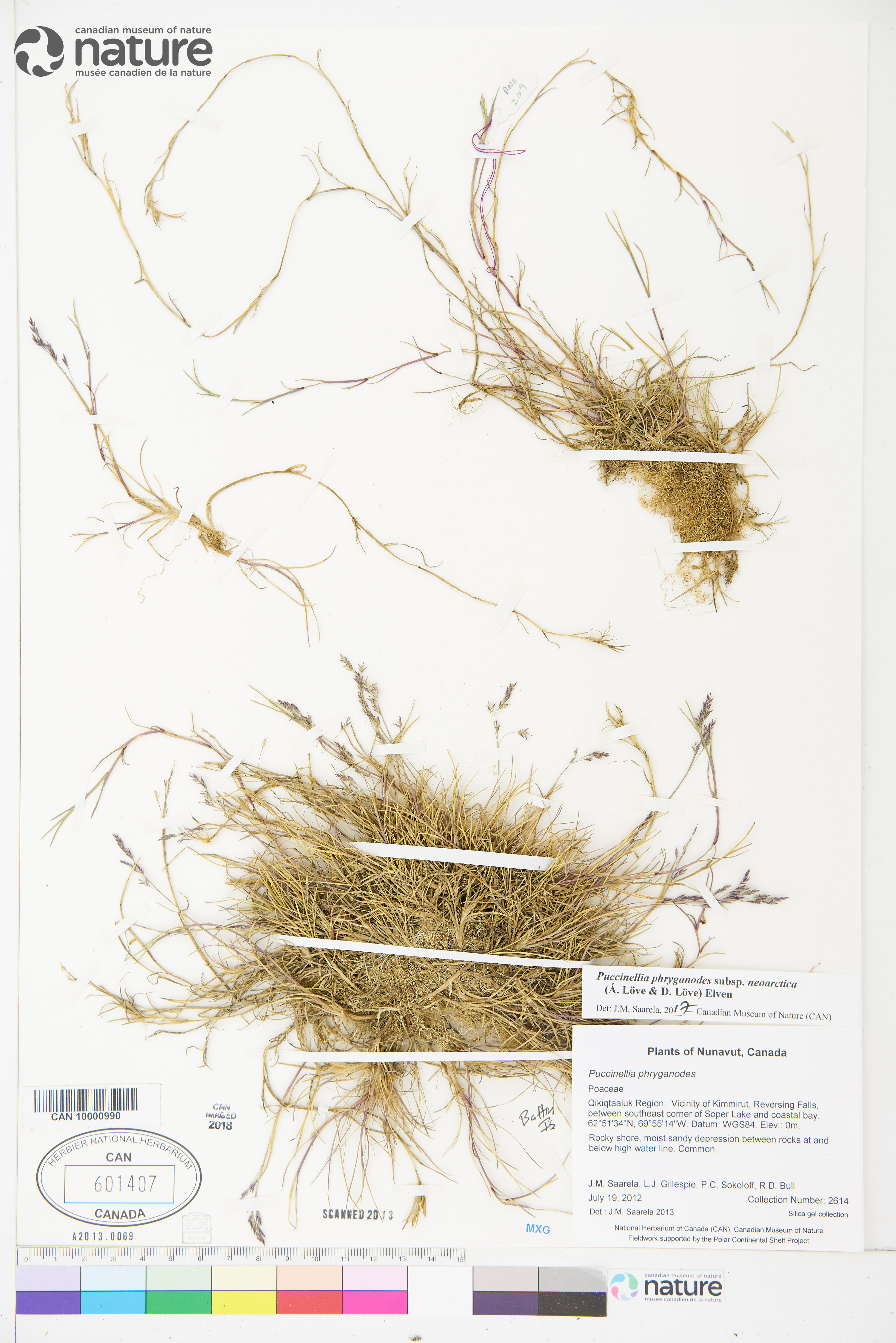 Puccinellia phryganodes subsp. neoarctica image