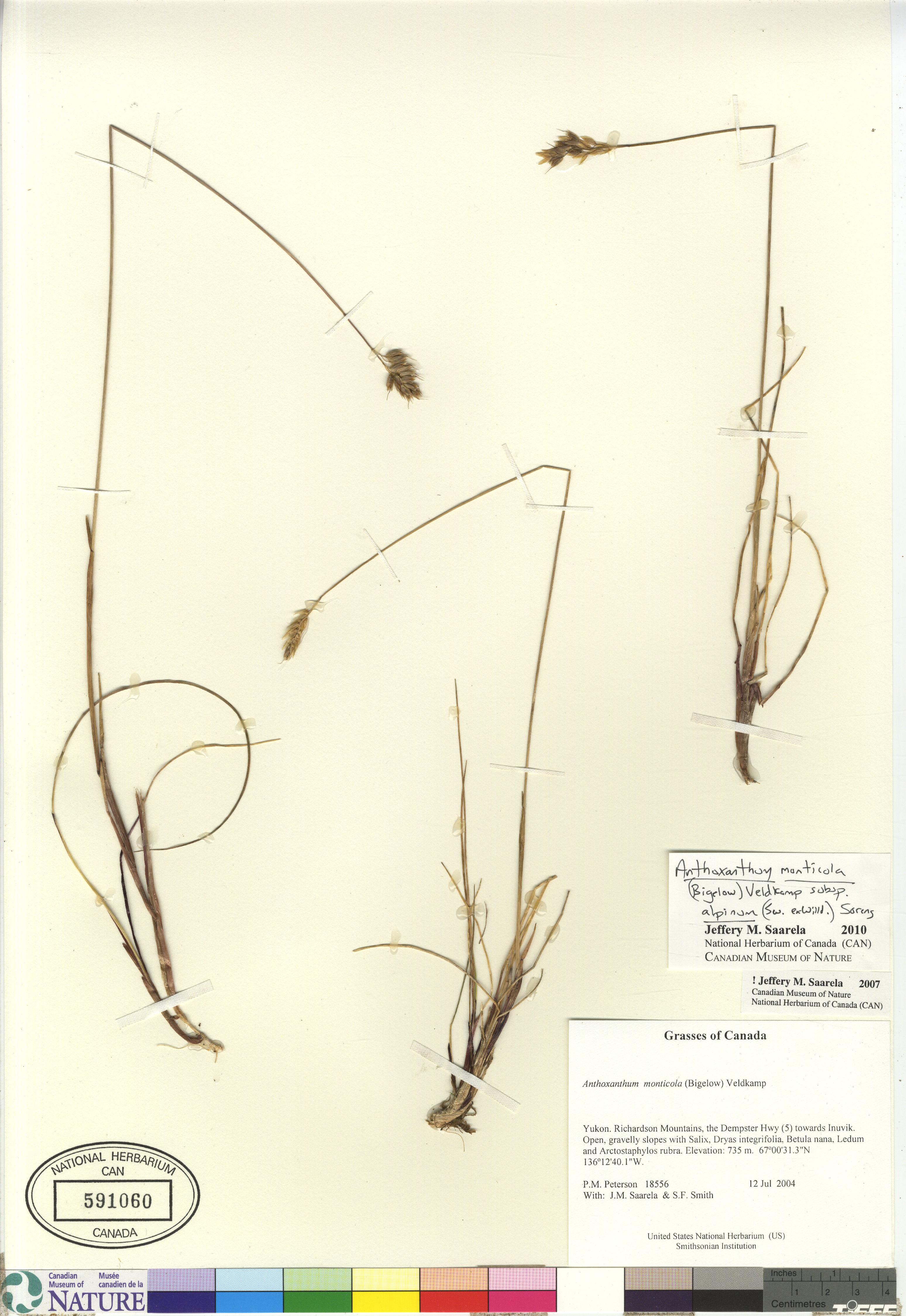 Anthoxanthum monticola image