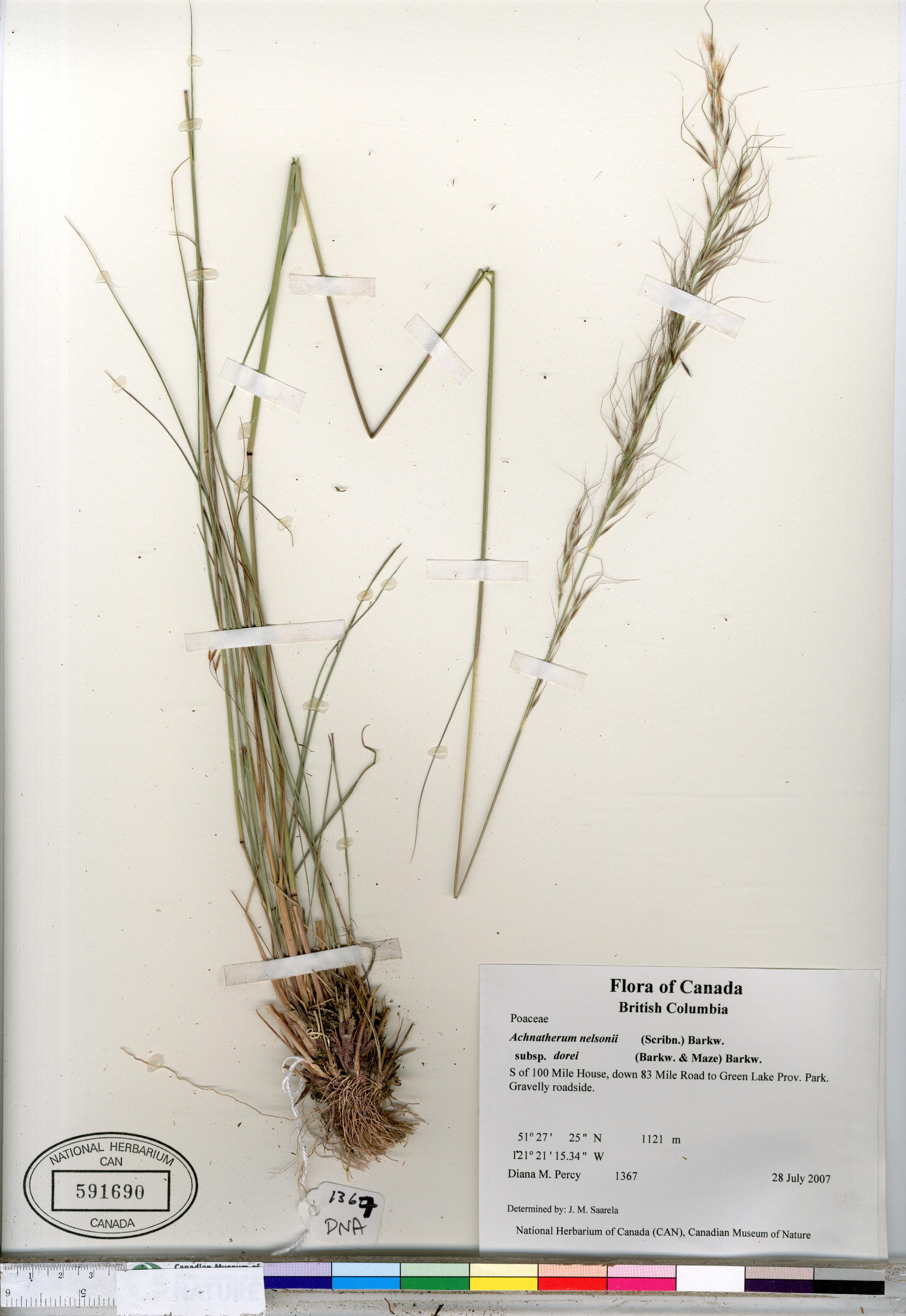Achnatherum nelsonii subsp. dorei image