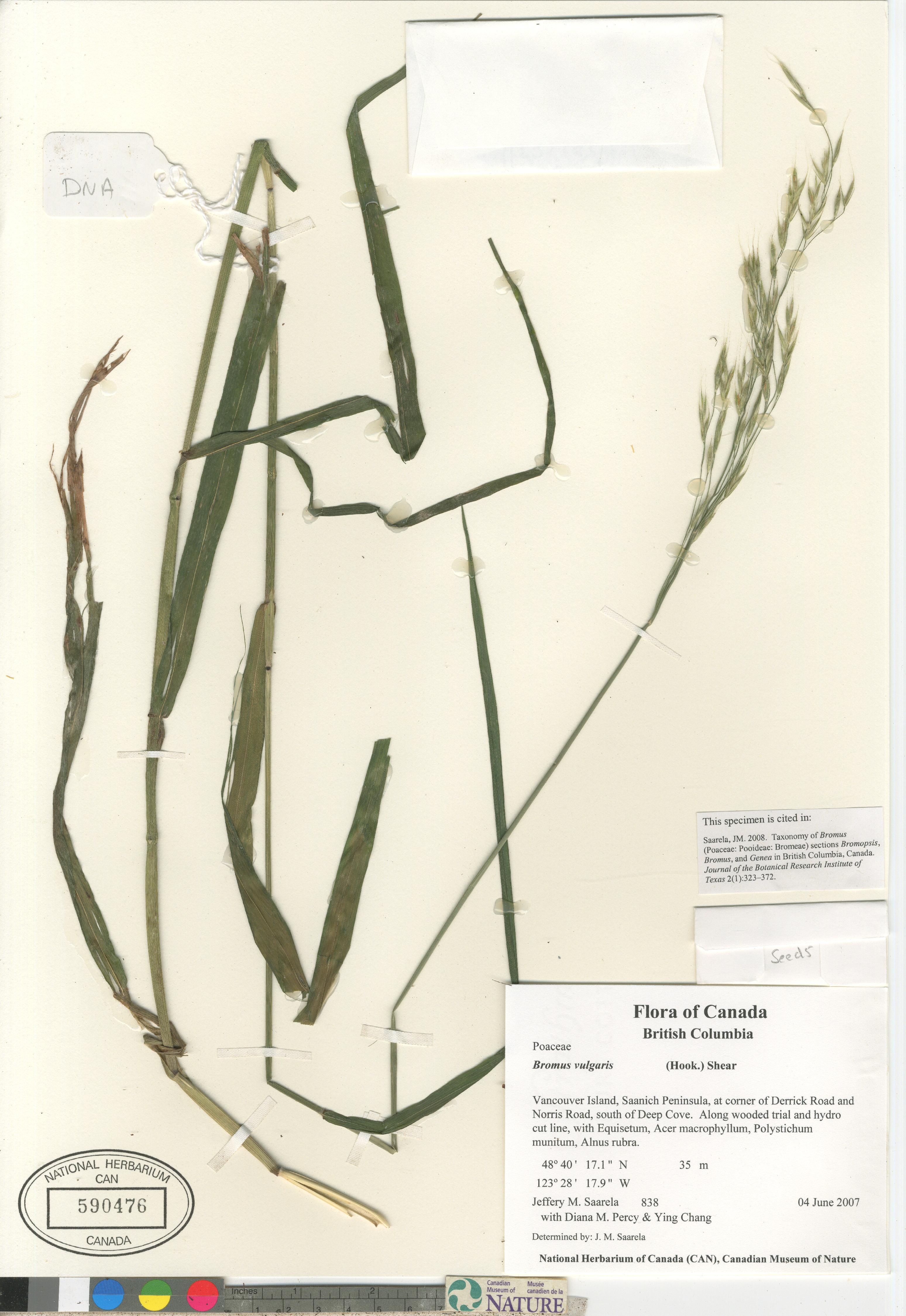 Bromus vulgaris image