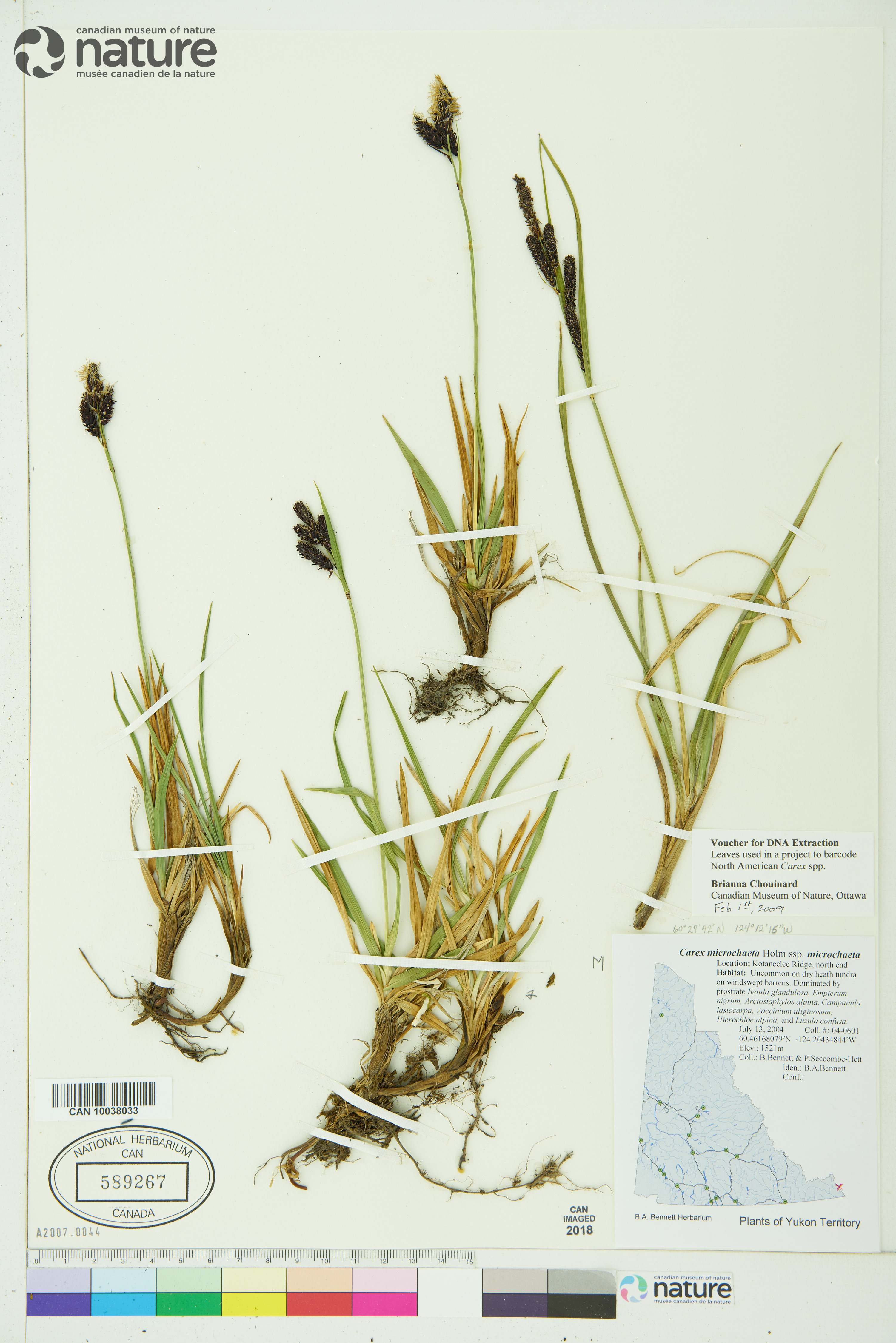 Carex microchaeta subsp. microchaeta image