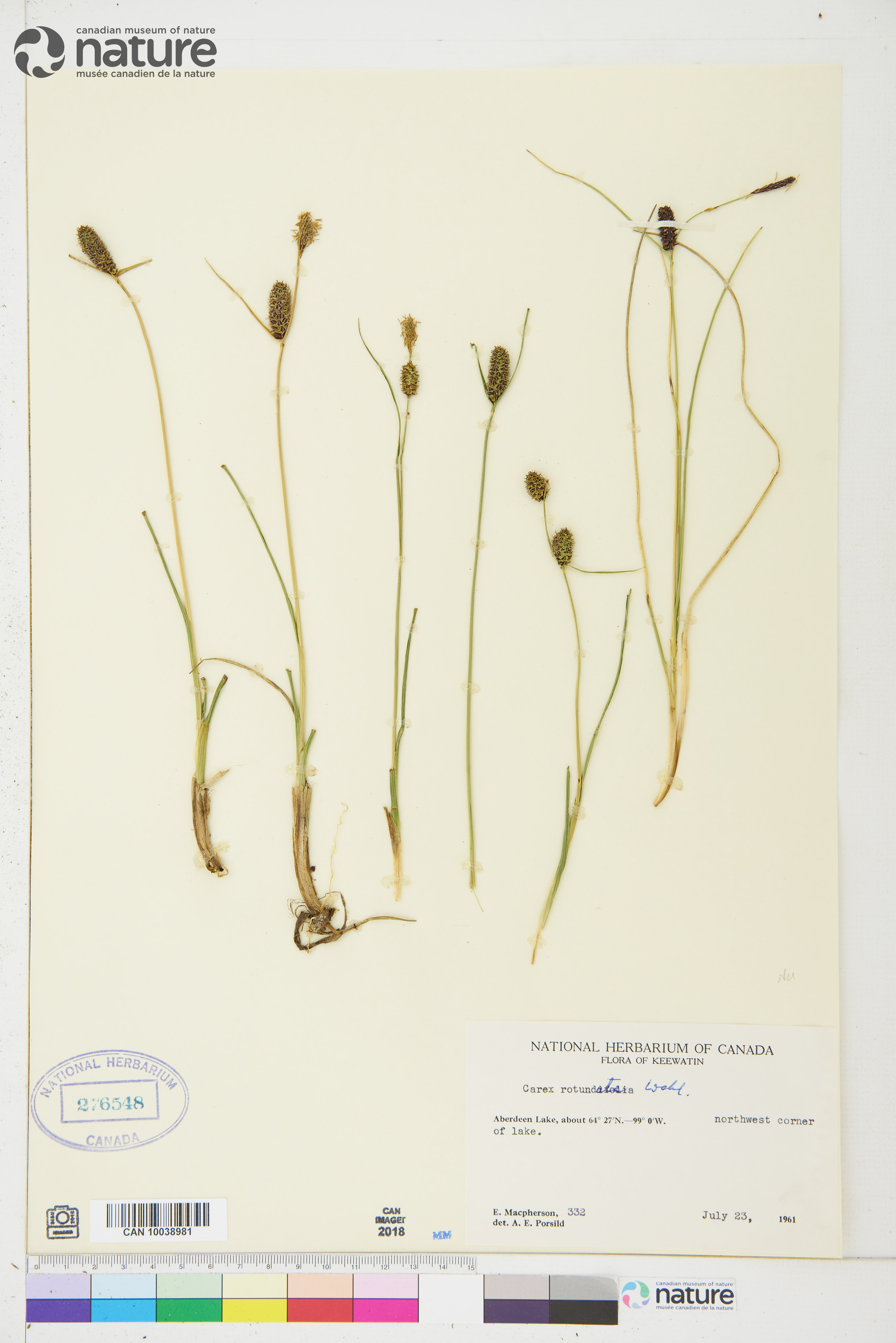 Carex rotundata image