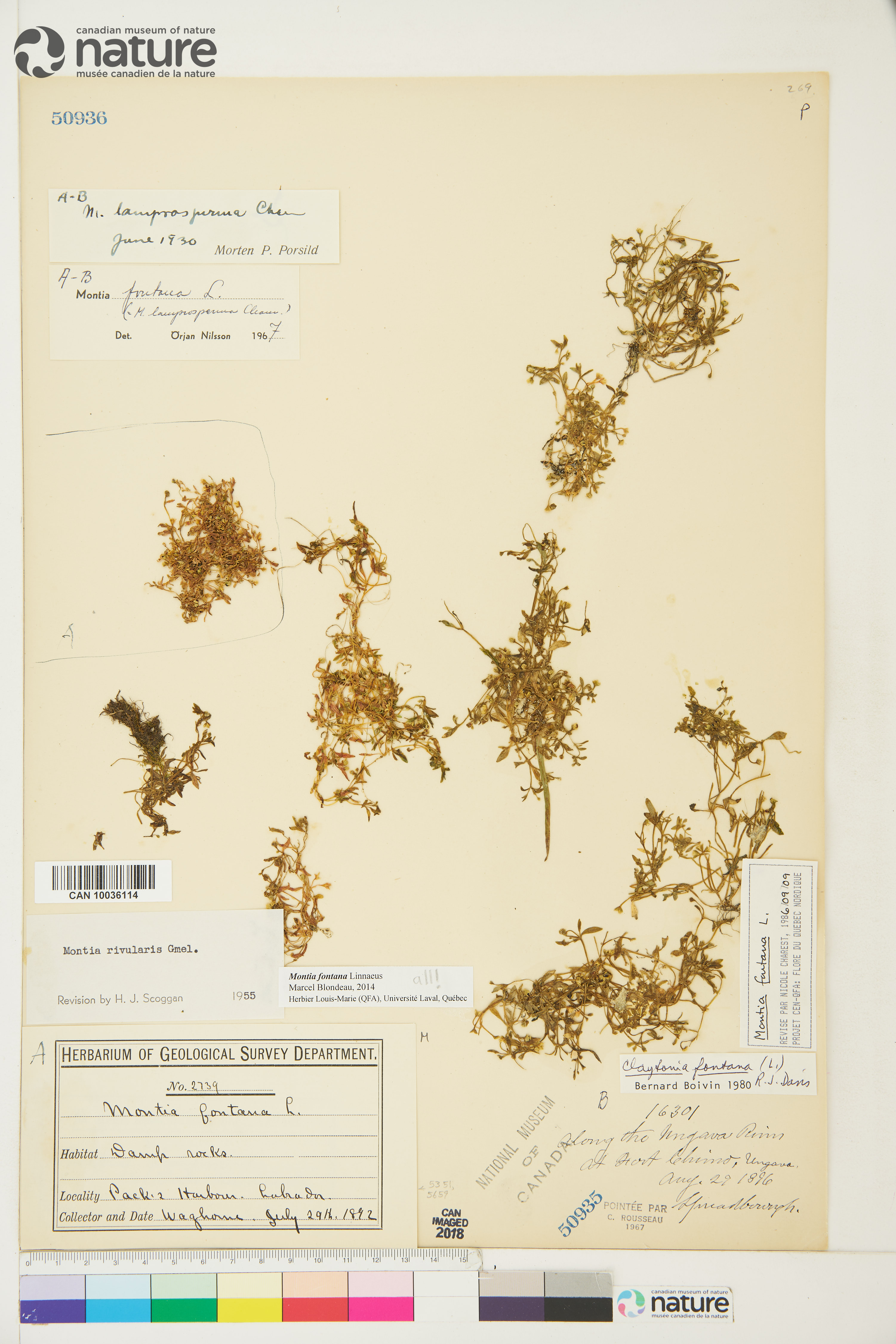Montia fontana image