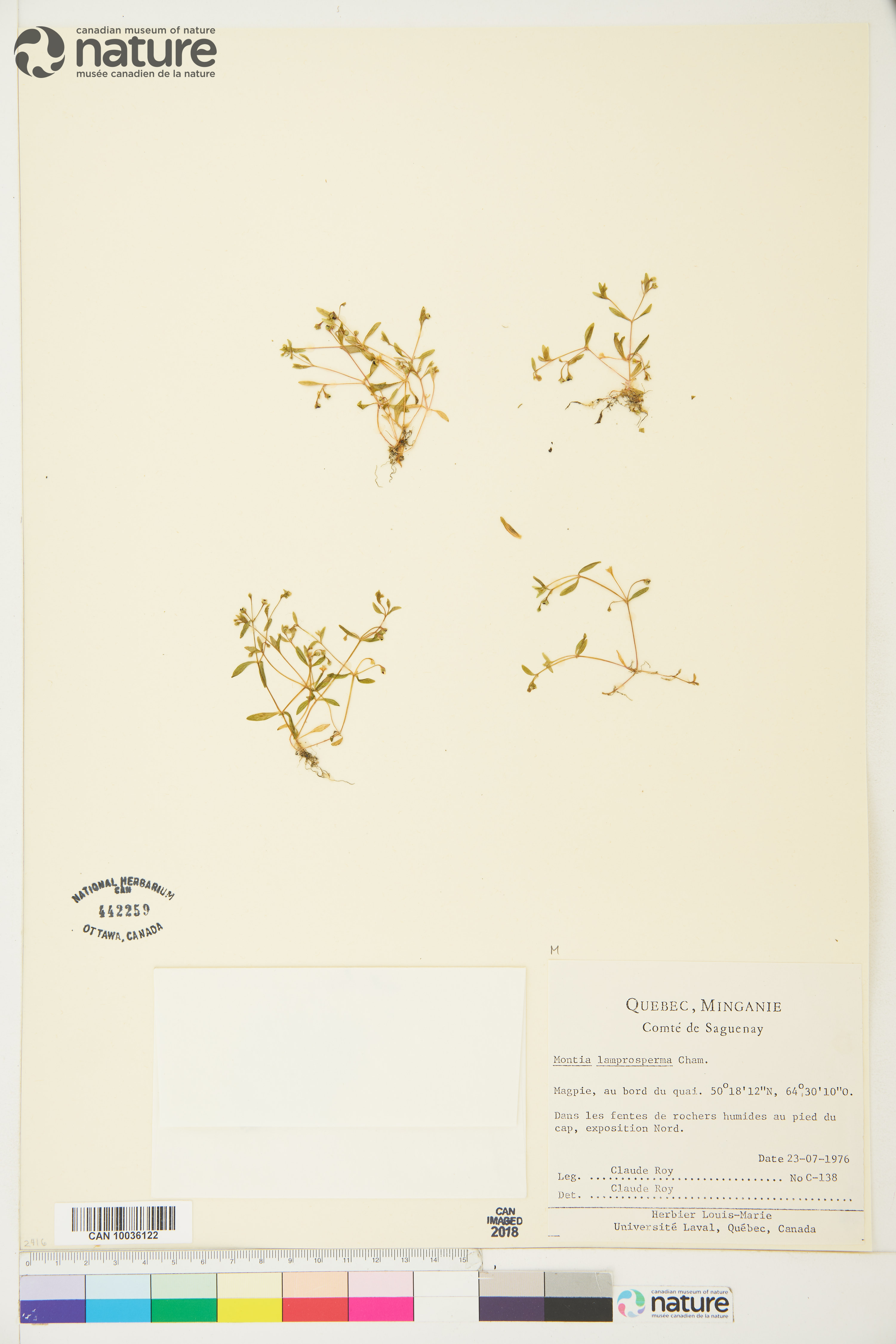 Montia fontana image
