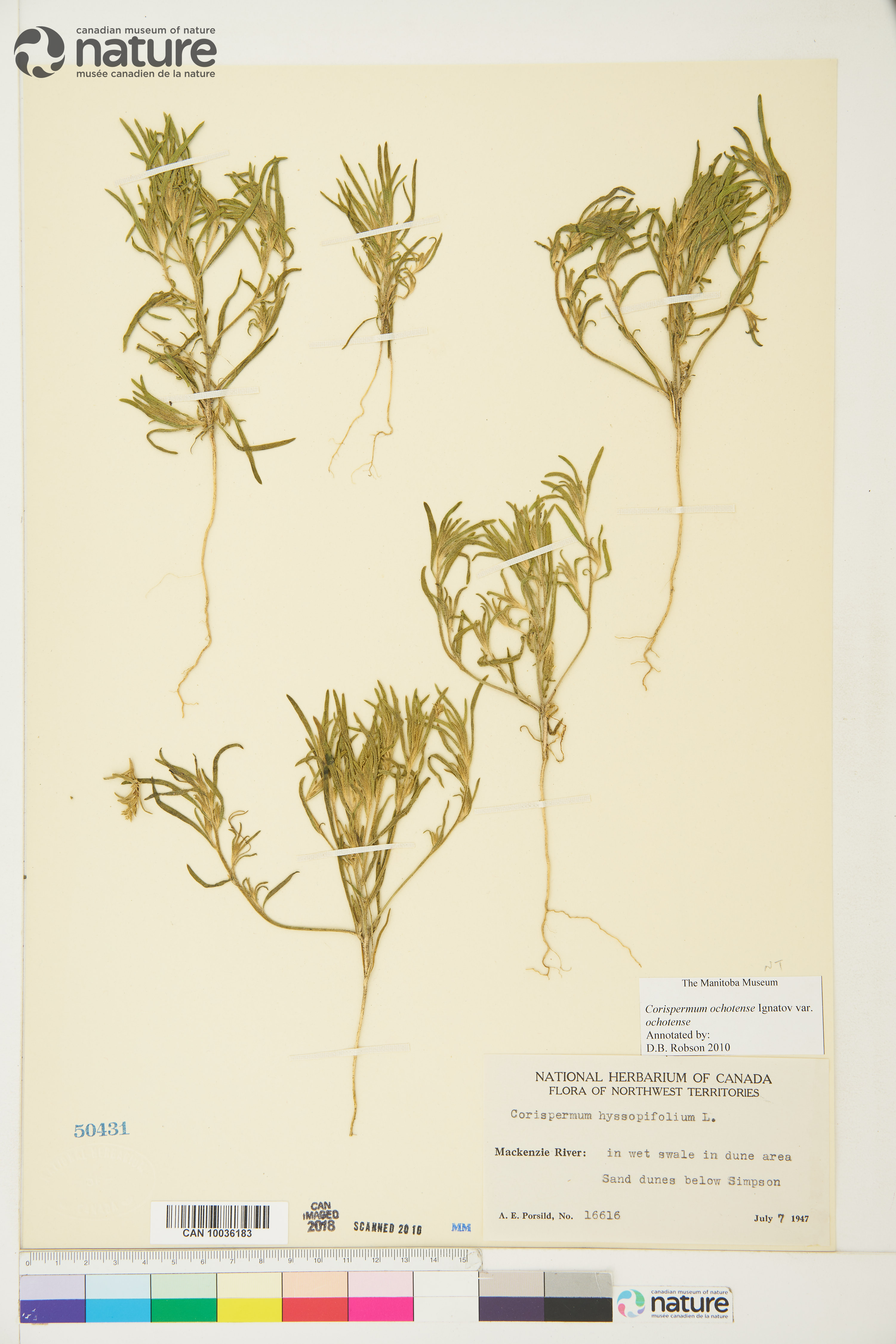 Corispermum ochotense var. ochotense image