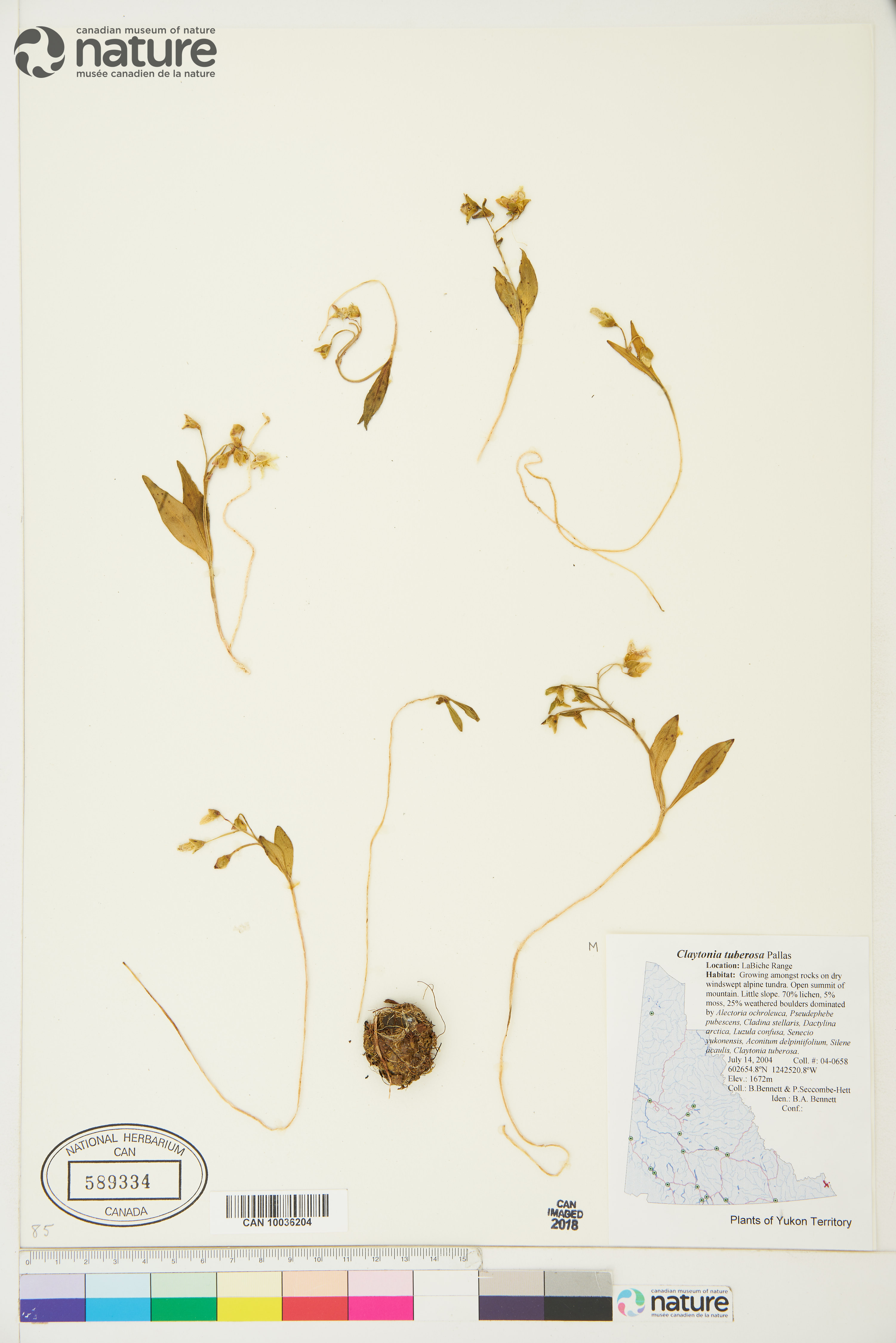 Claytonia tuberosa image