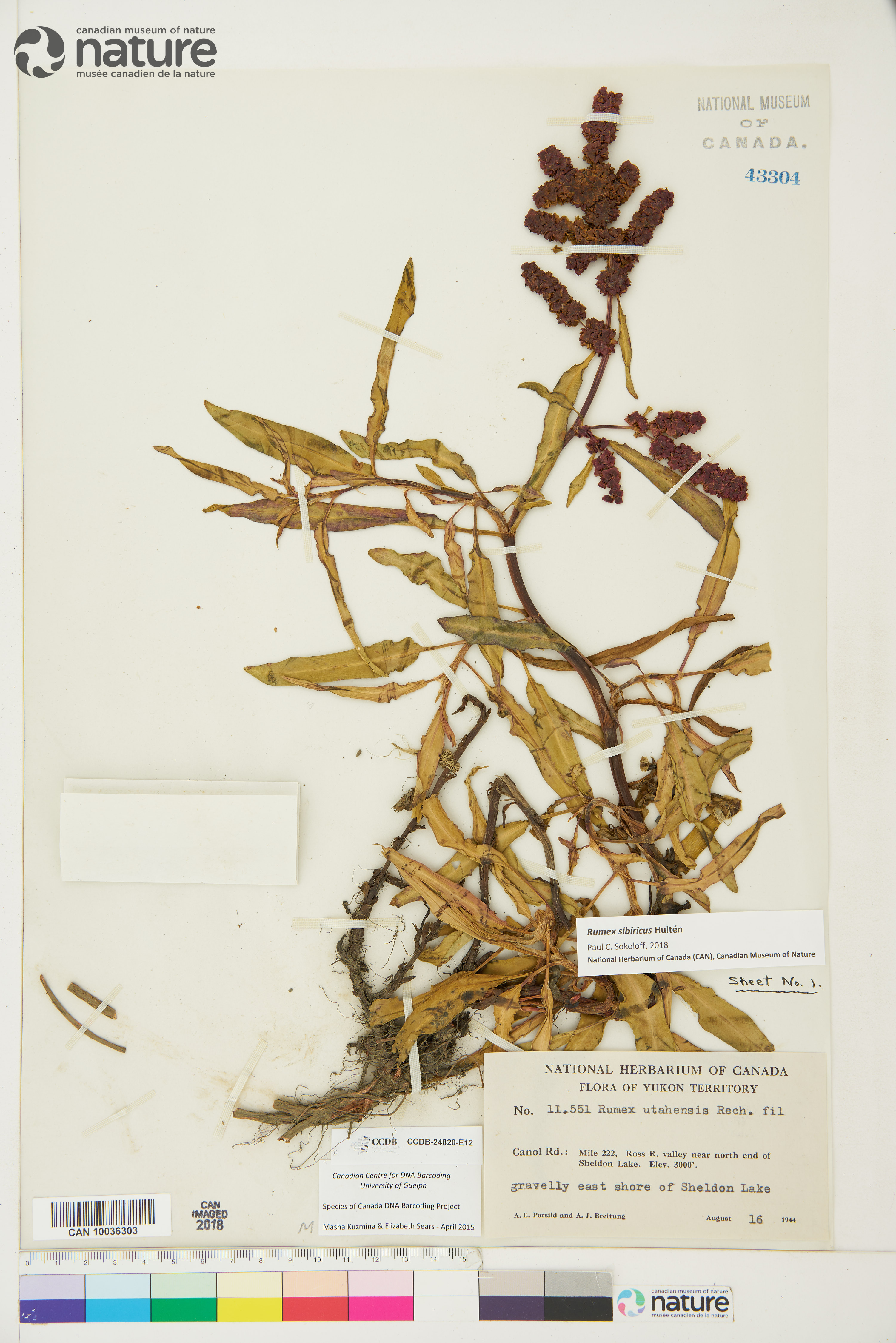 Rumex sibiricus image