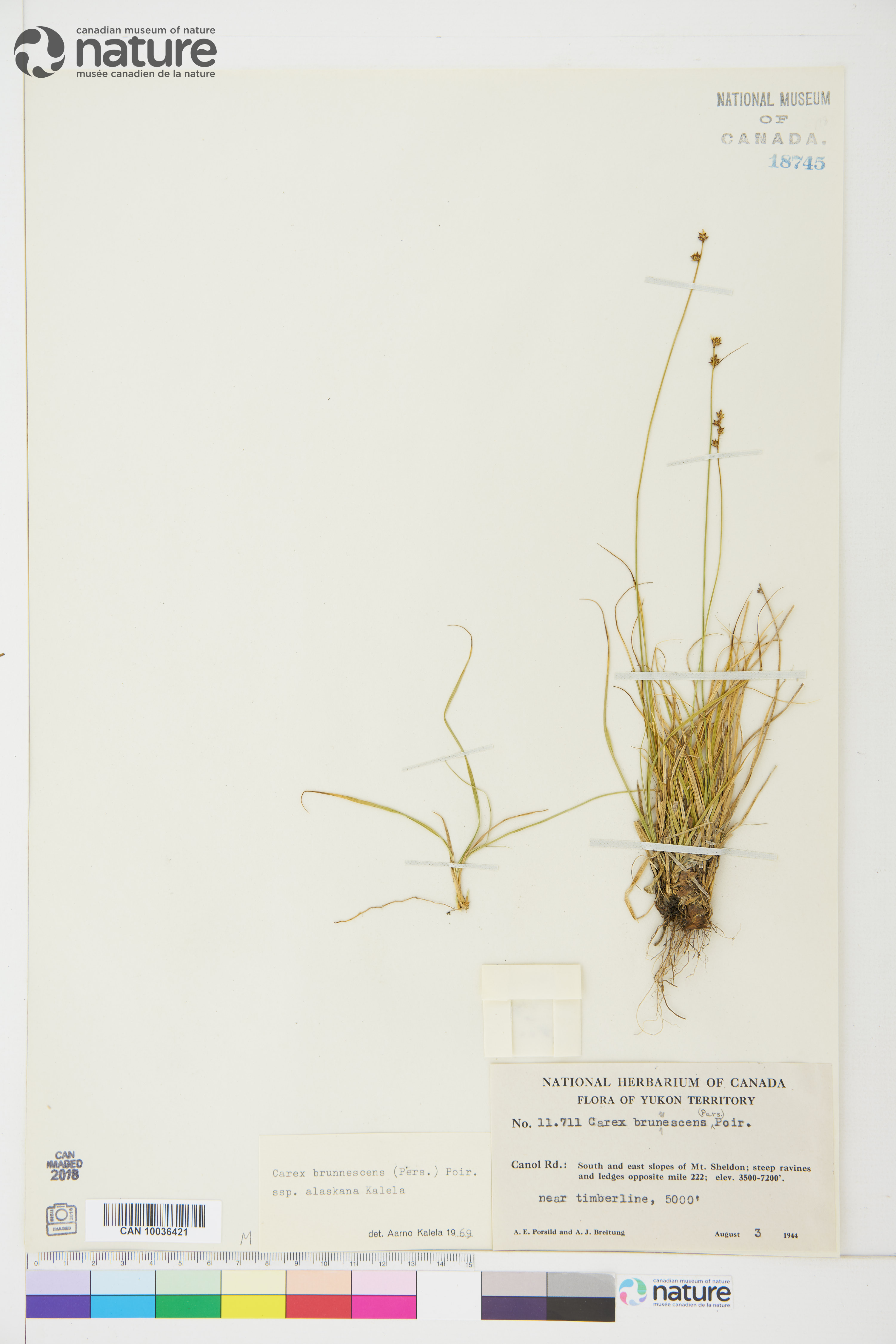 Carex brunnescens subsp. alaskana image