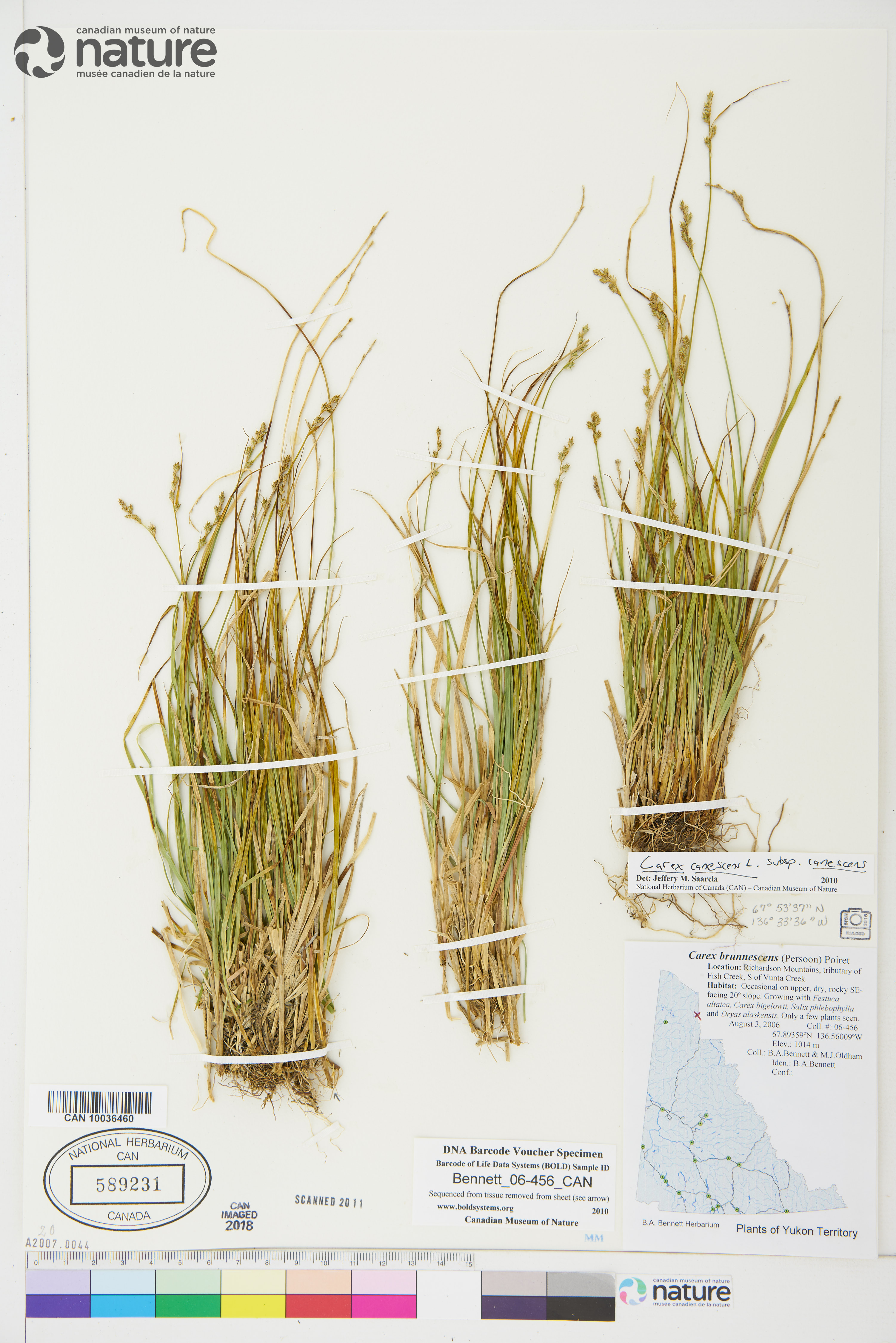 Carex canescens subsp. canescens image