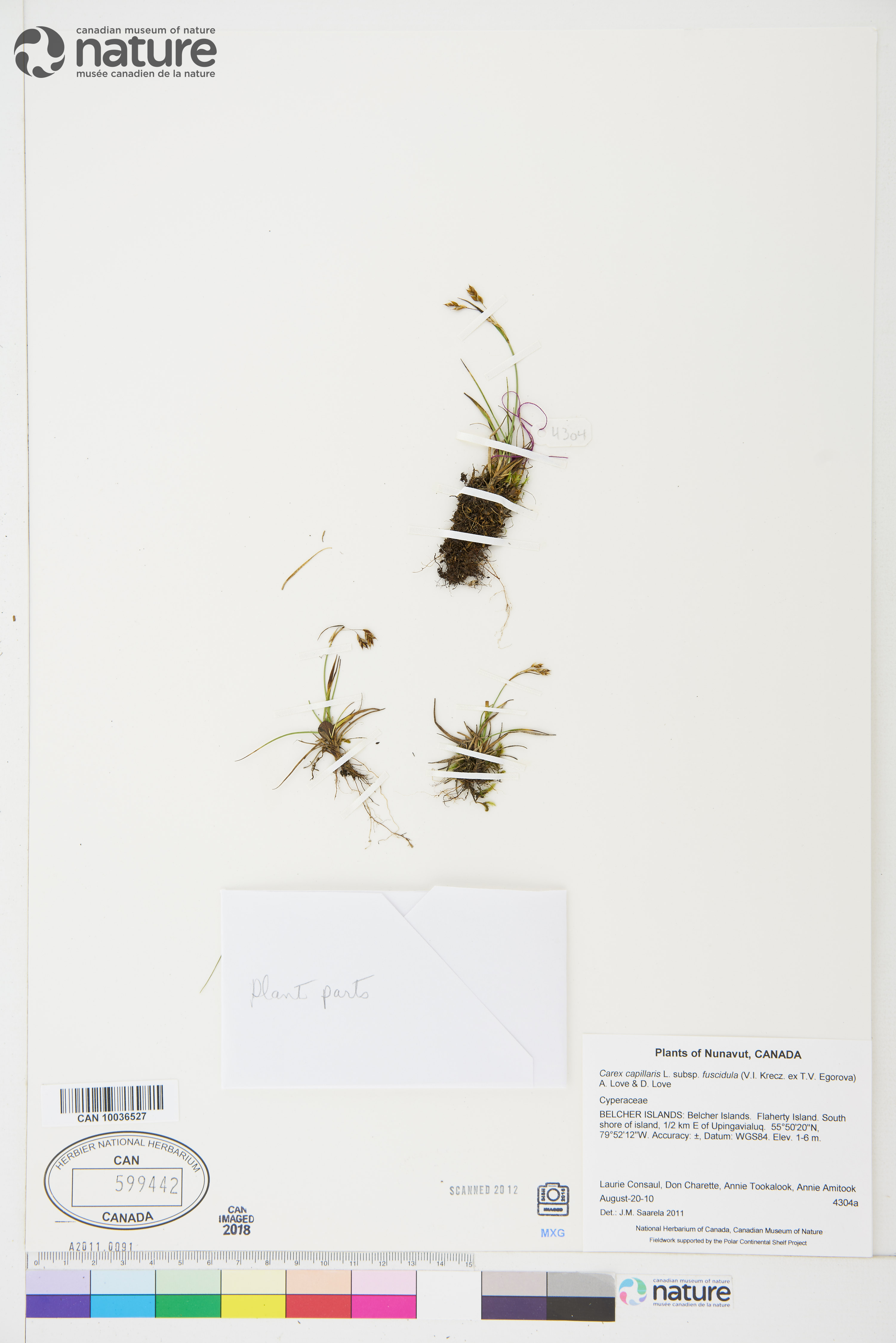 Carex capillaris subsp. fuscidula image