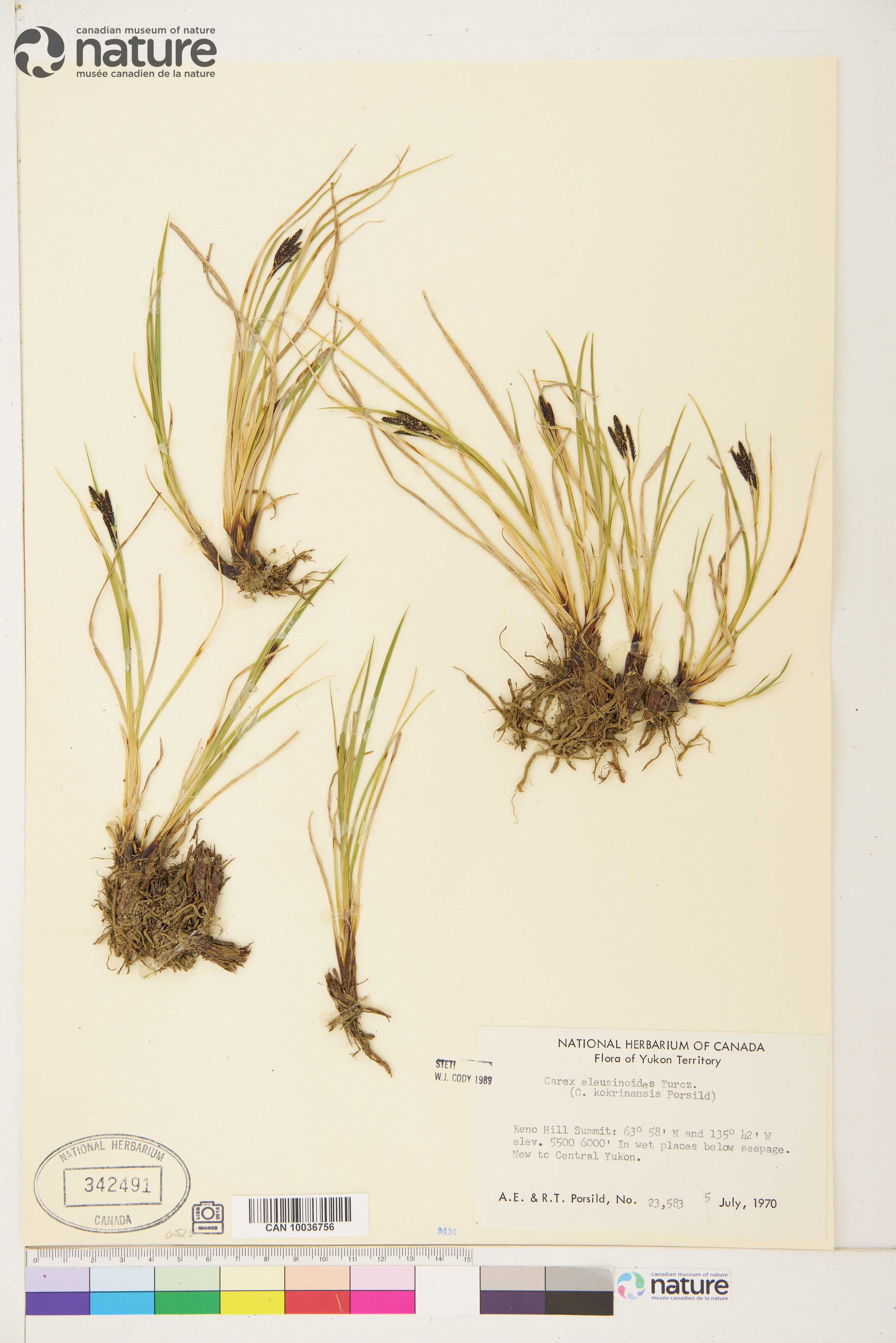 Carex eleusinoides image