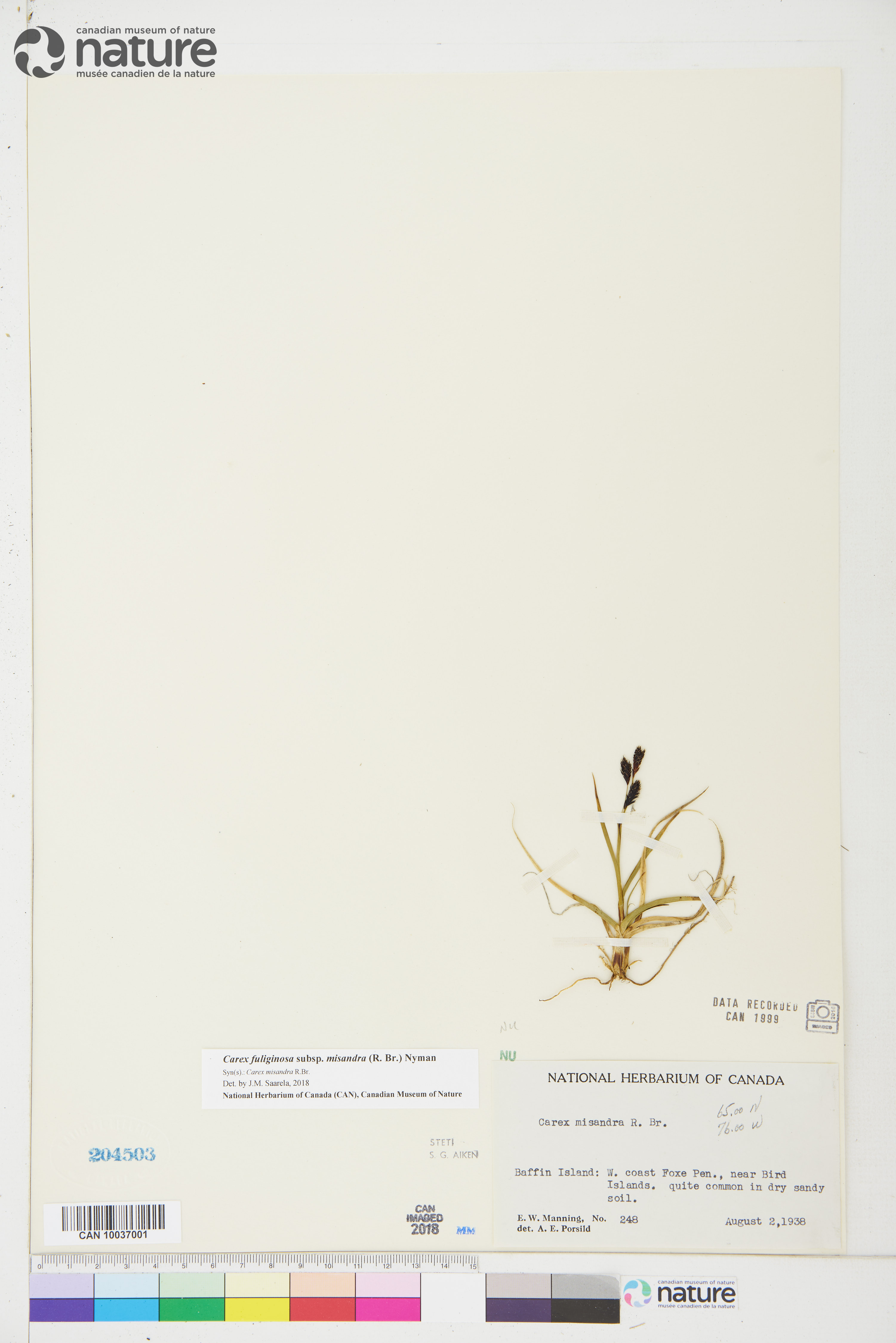 Carex fuliginosa image