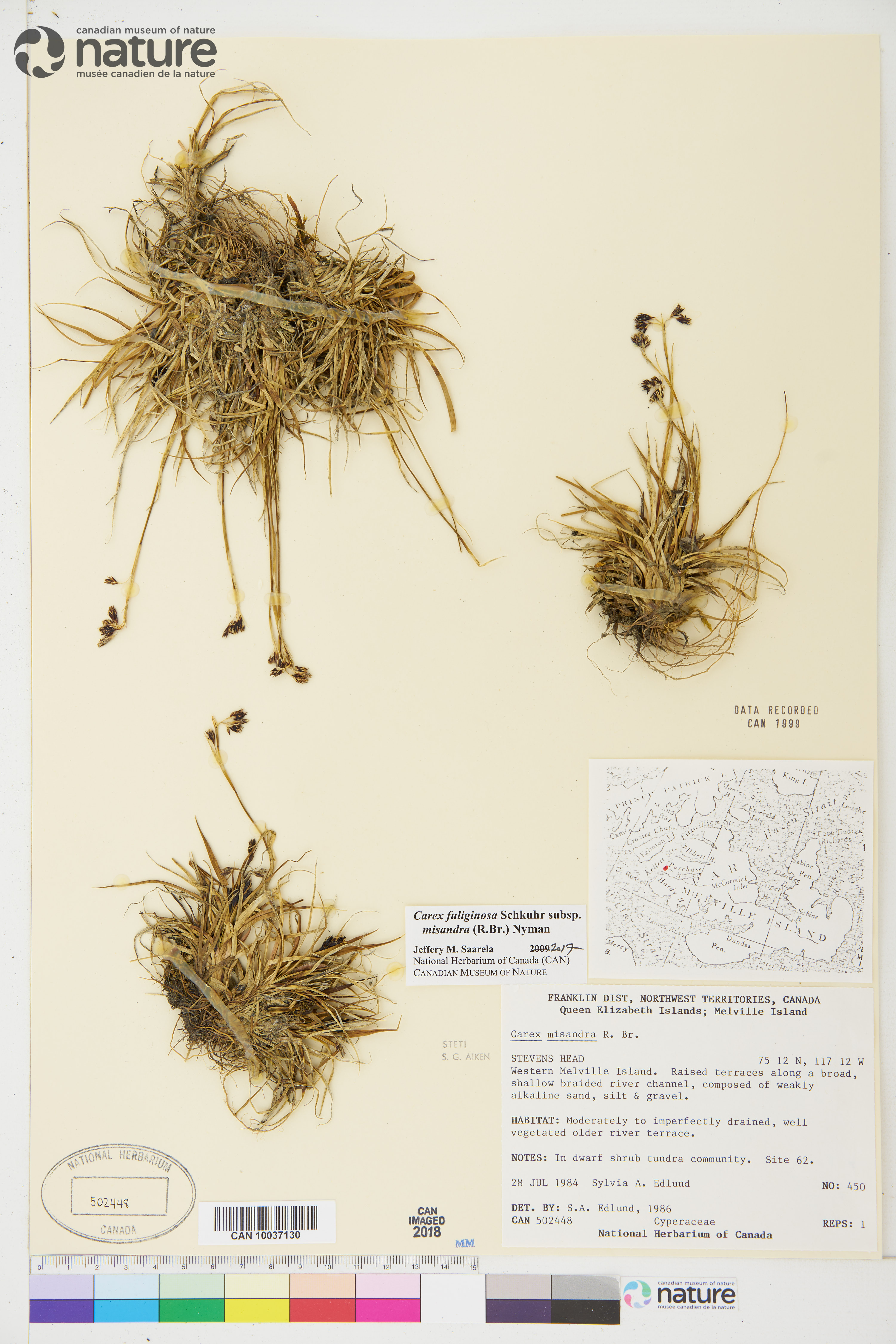 Carex fuliginosa image