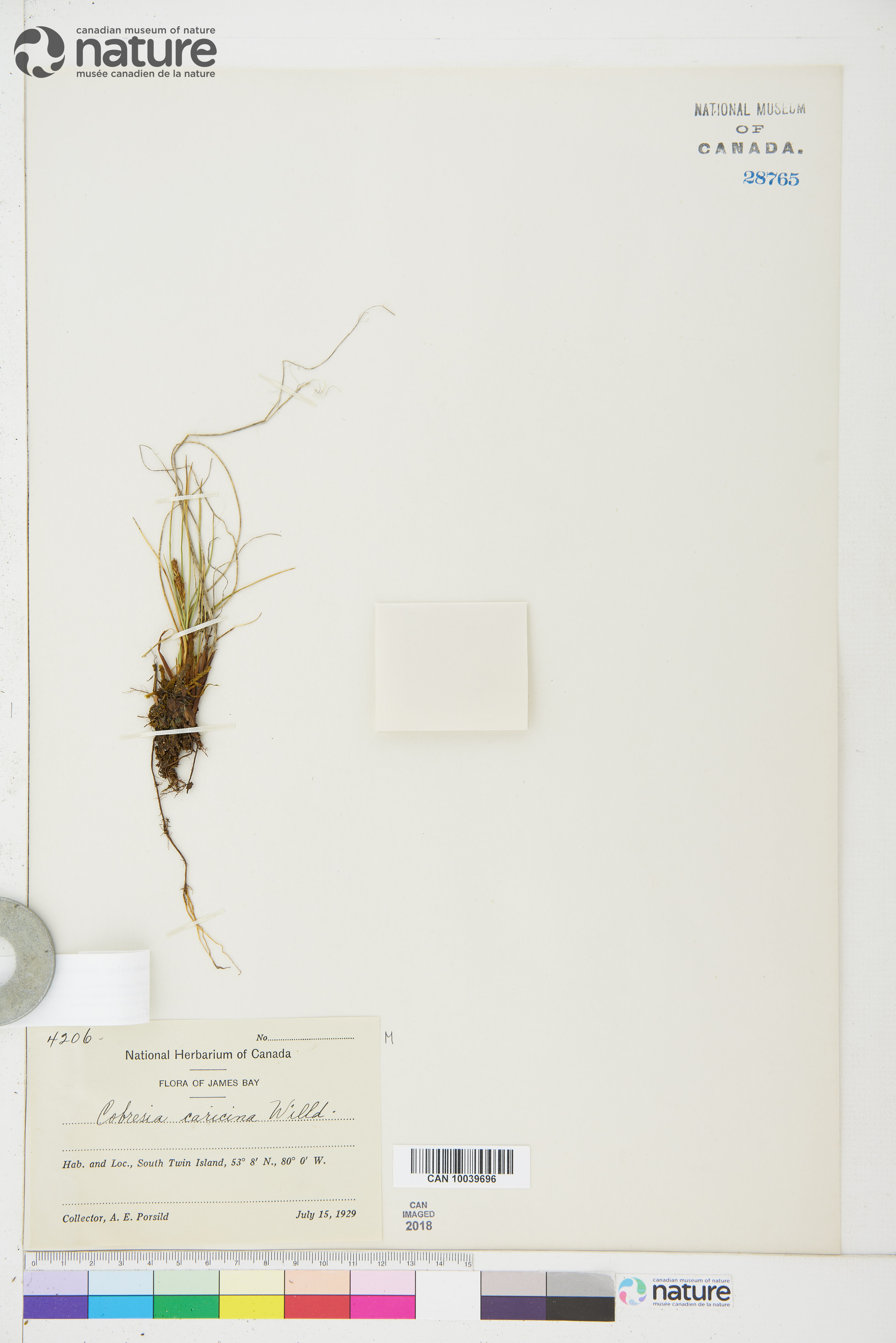 Carex simpliciuscula subsp. subholarctica image