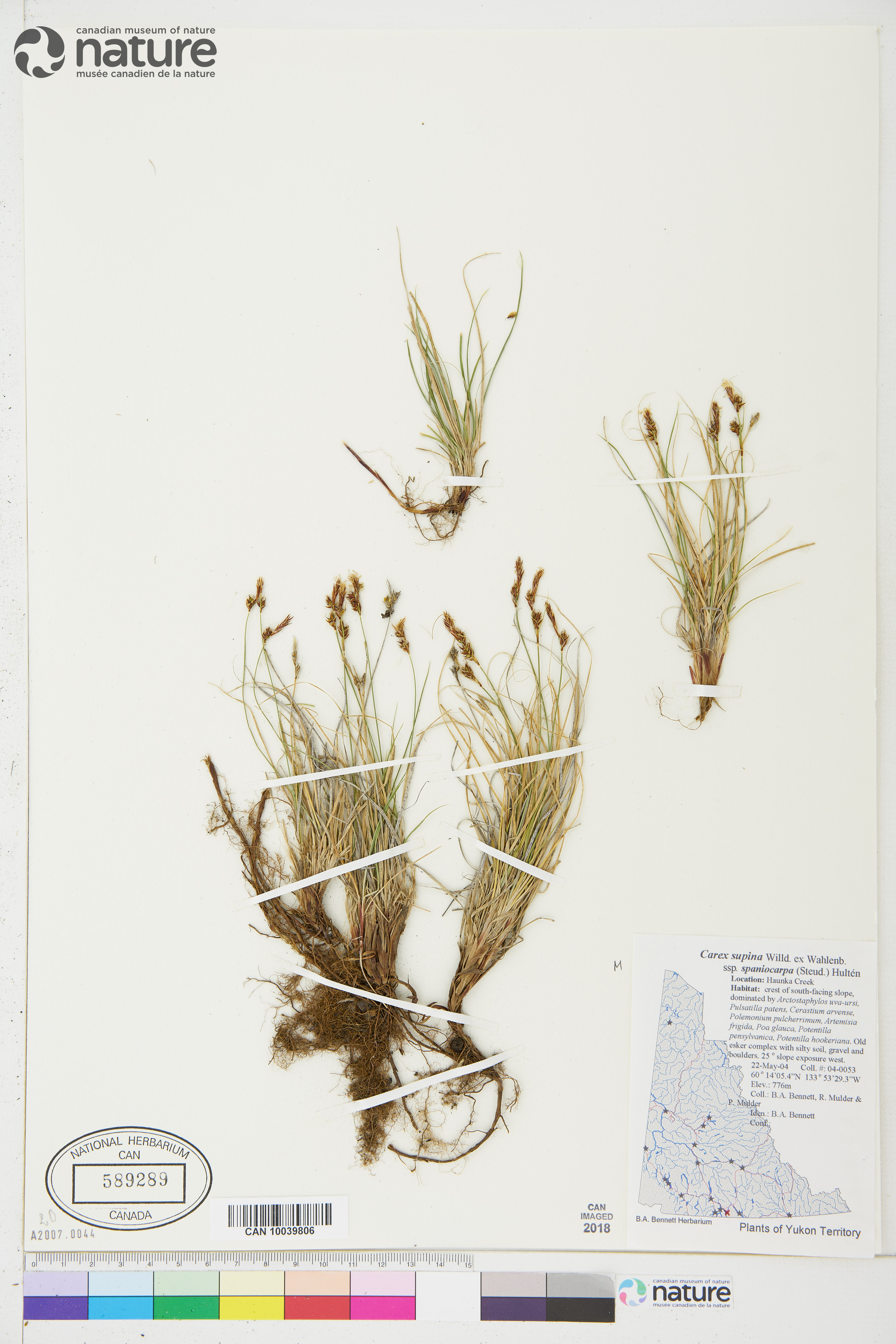 Carex supina subsp. spaniocarpa image