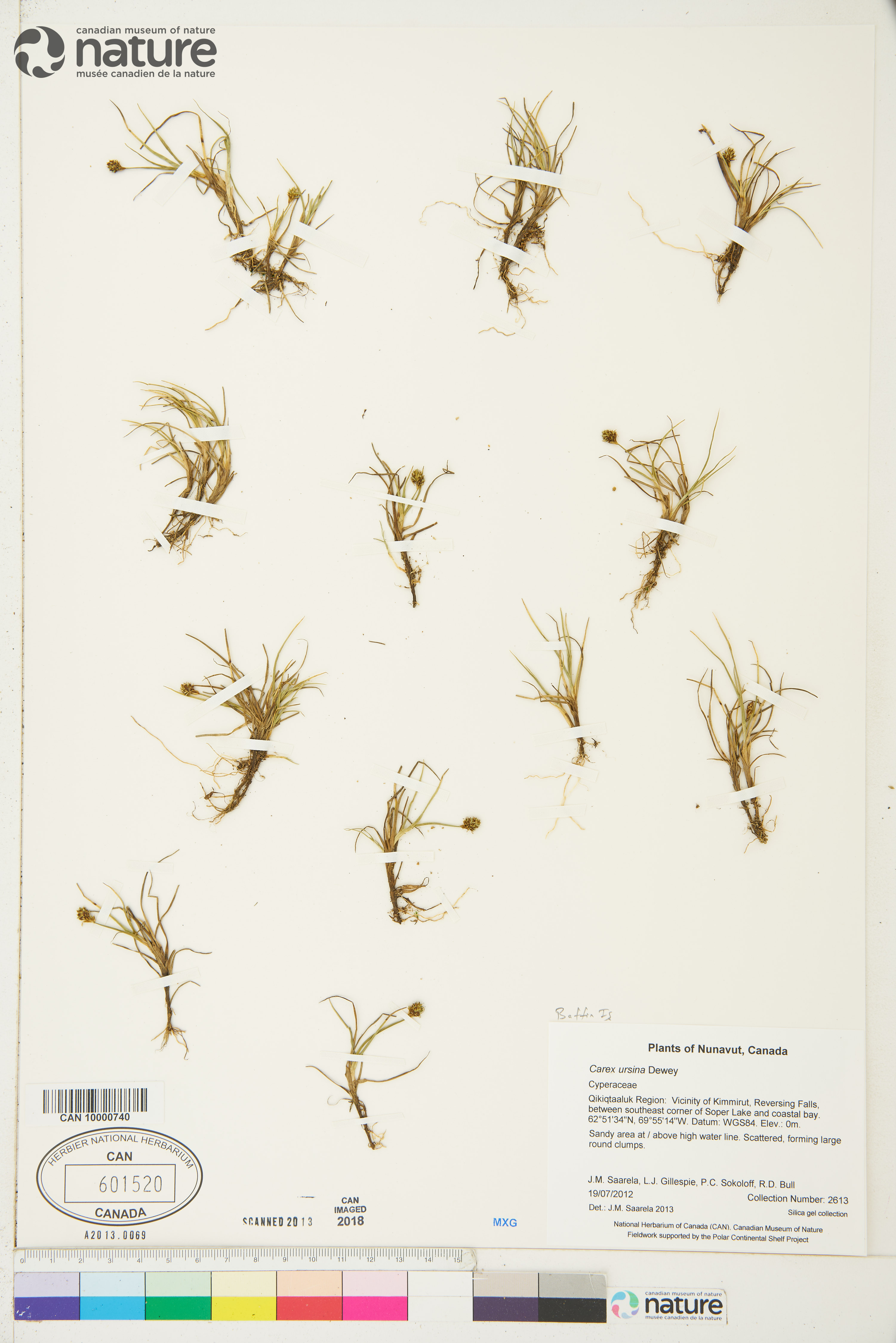 Carex ursina image