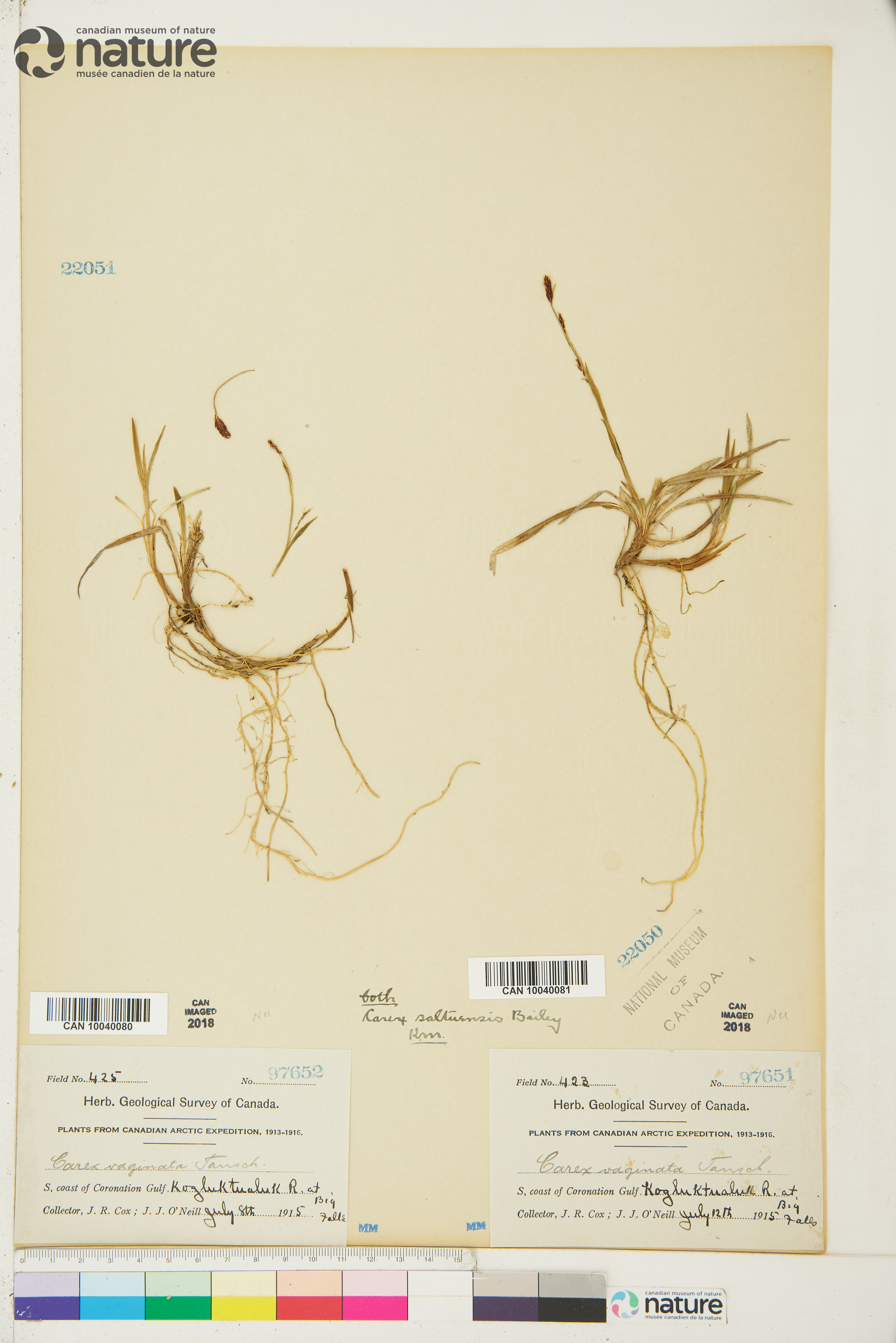 Carex vaginata image