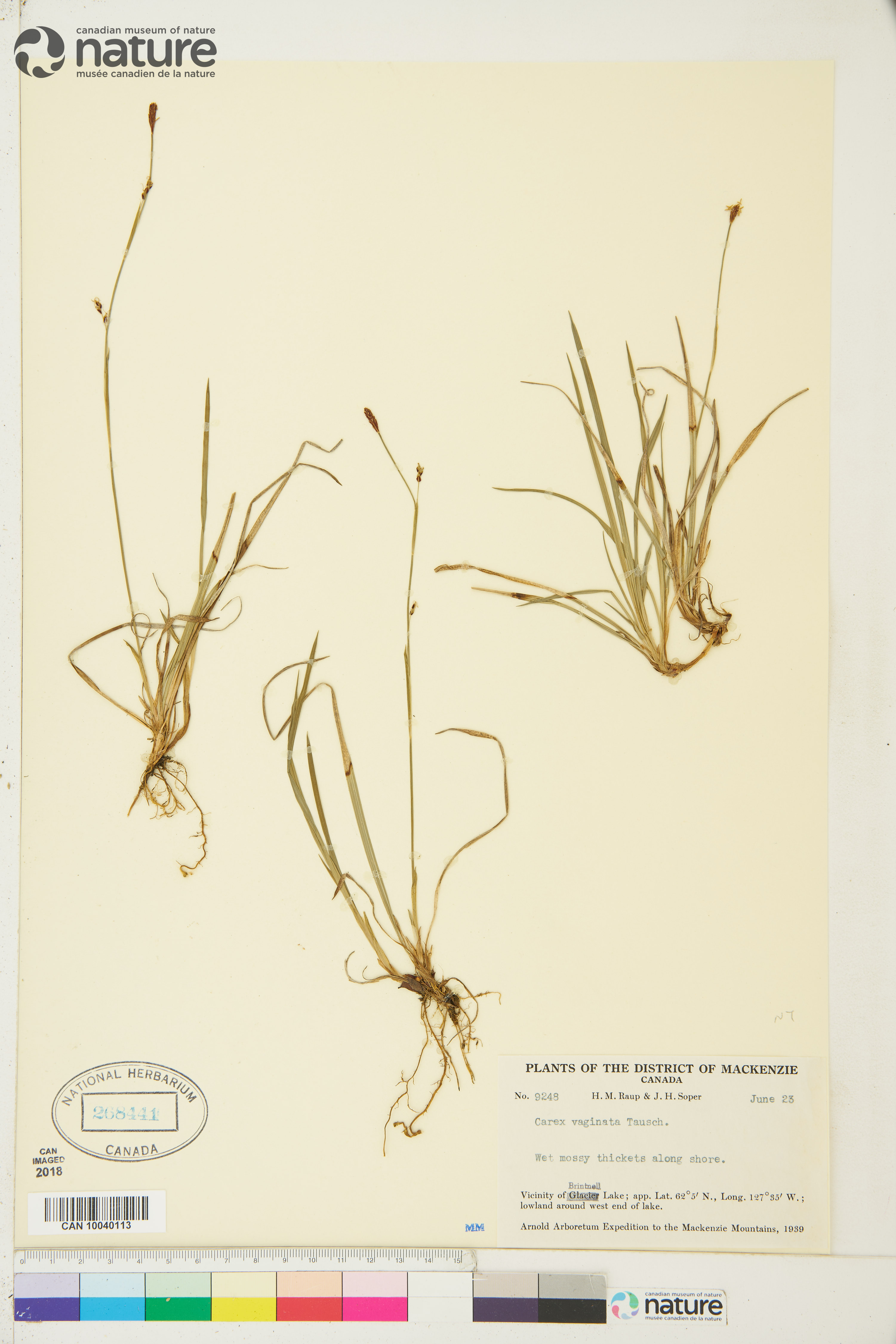 Carex vaginata image
