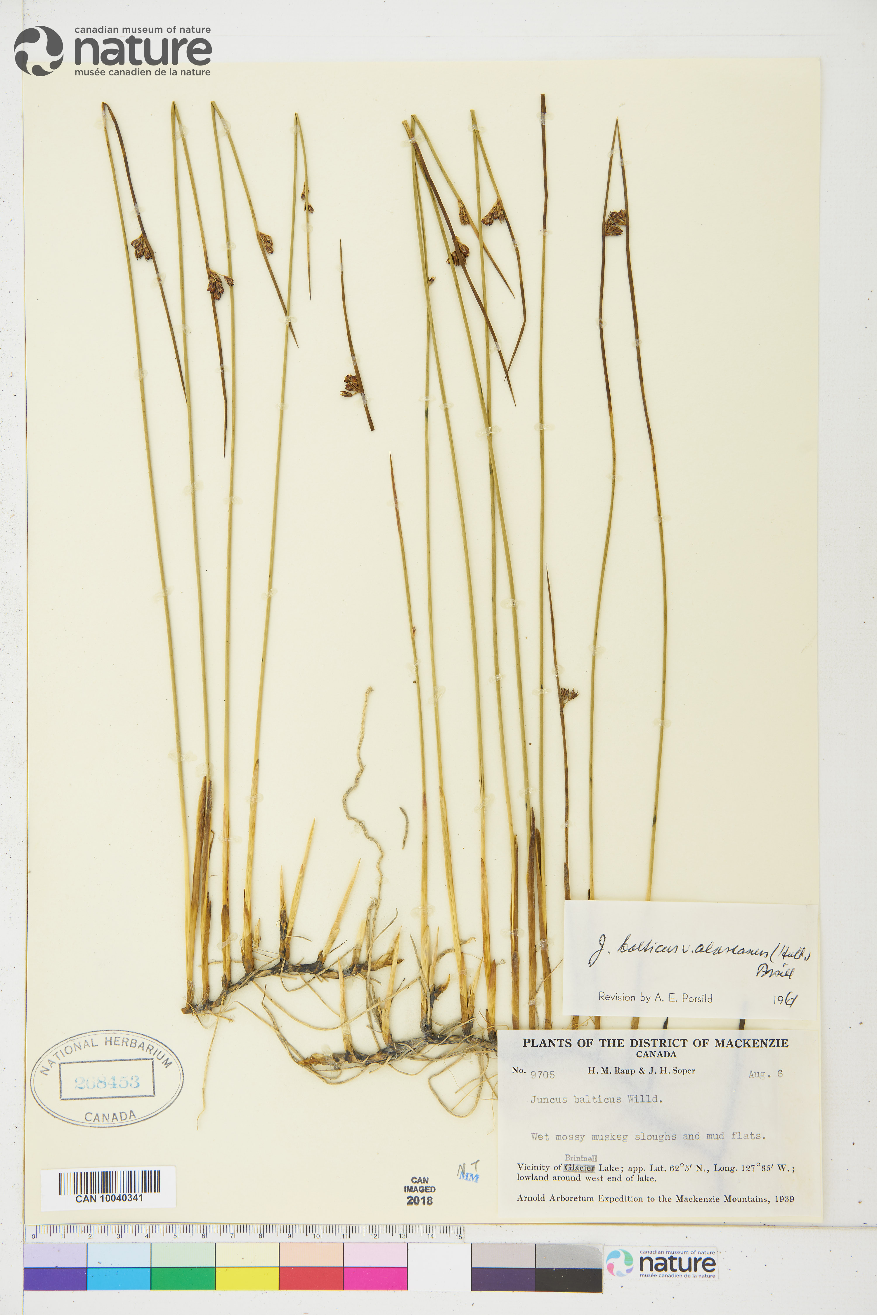 Juncus arcticus subsp. alaskanus image