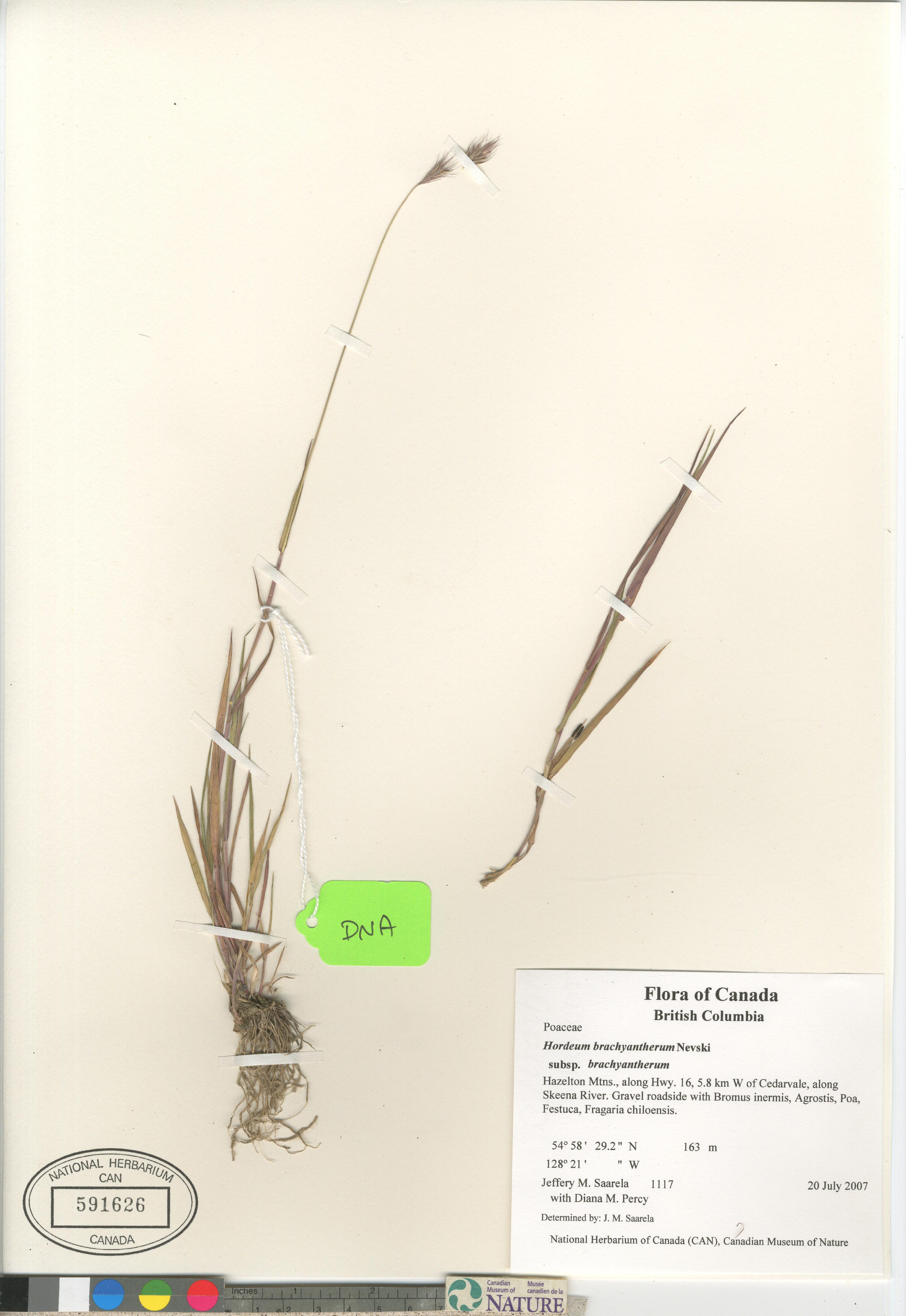 Hordeum brachyantherum subsp. brachyantherum image