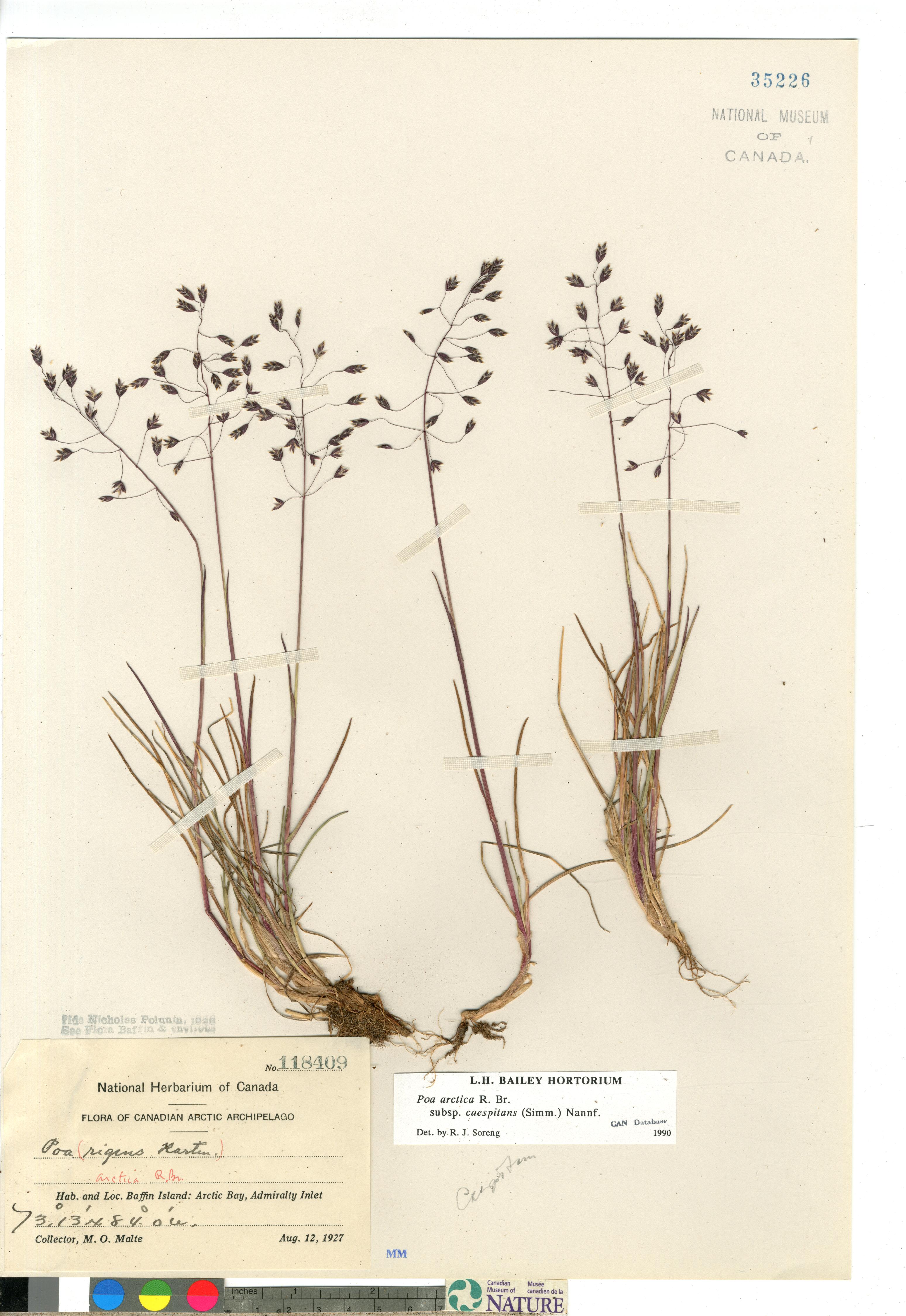 Poa arctica subsp. caespitans image