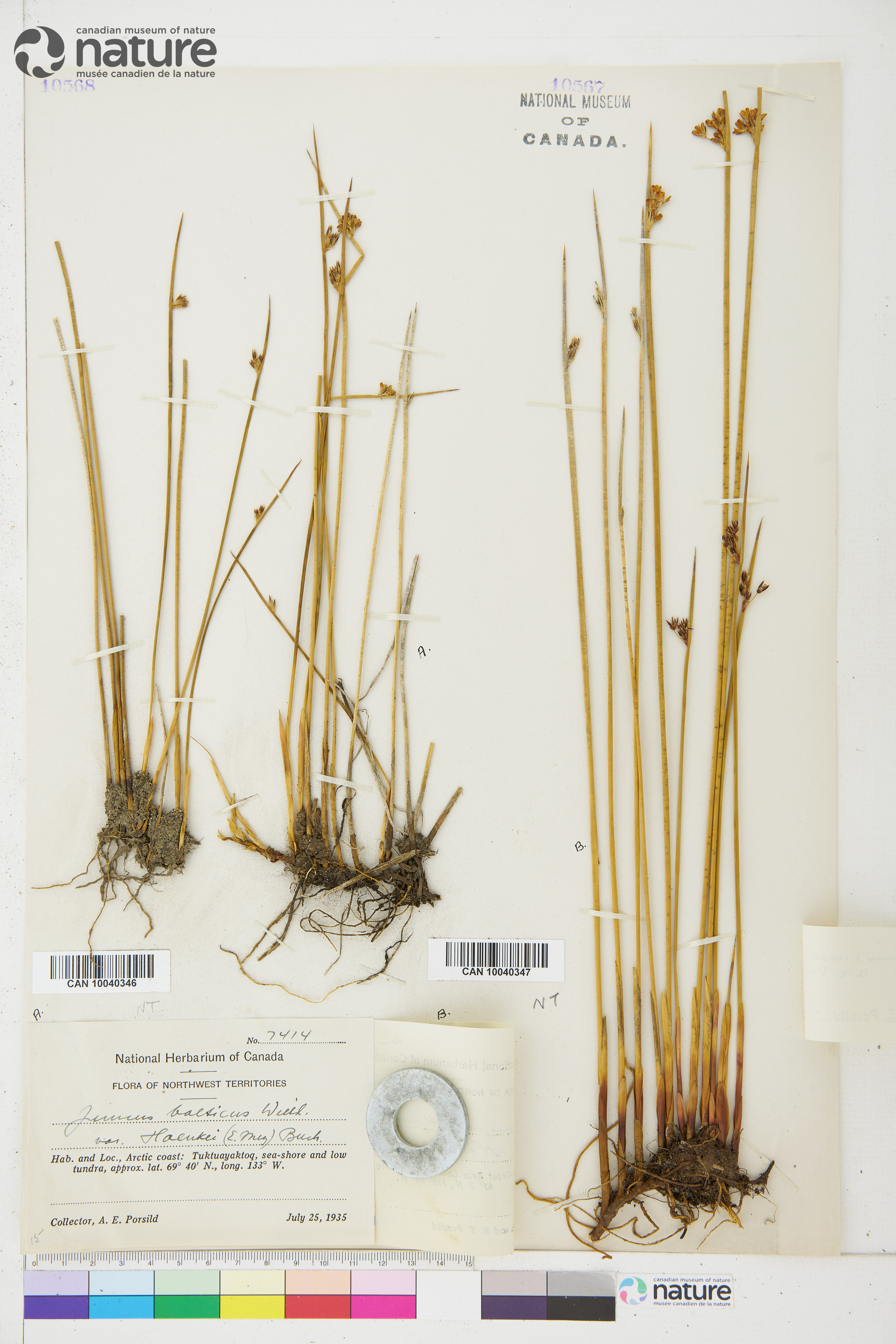 Juncus arcticus subsp. alaskanus image