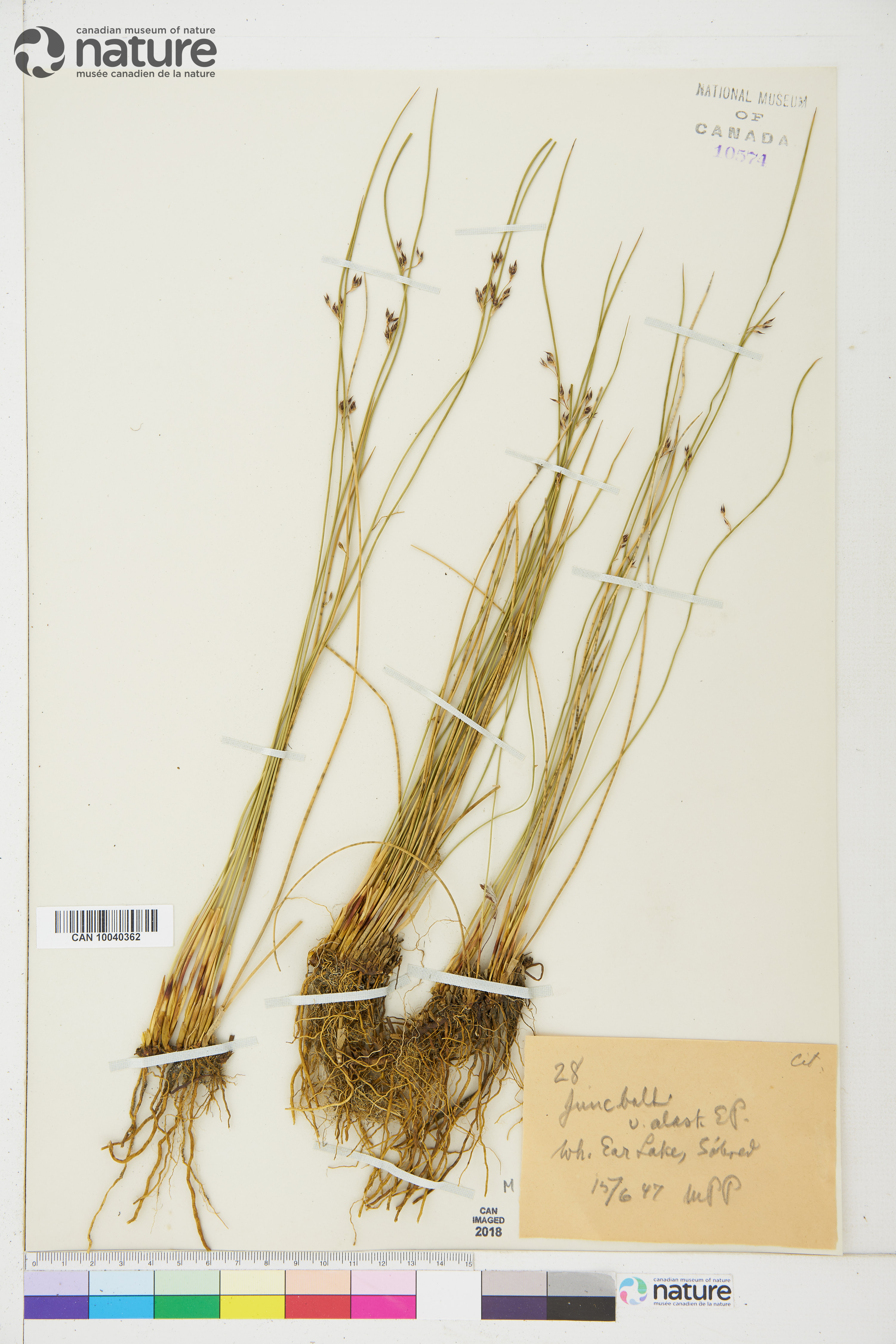 Juncus arcticus subsp. alaskanus image