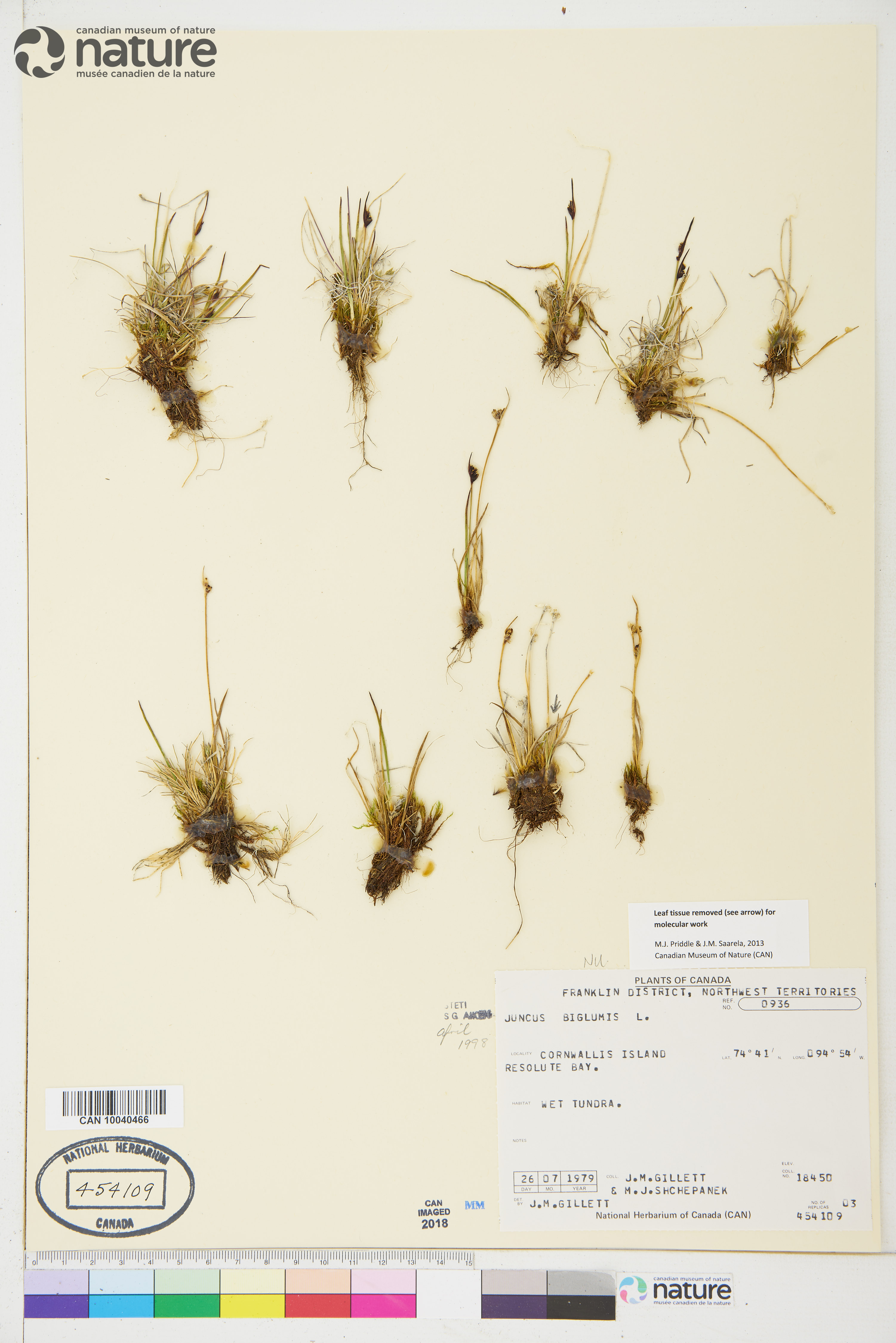 Juncus biglumis image