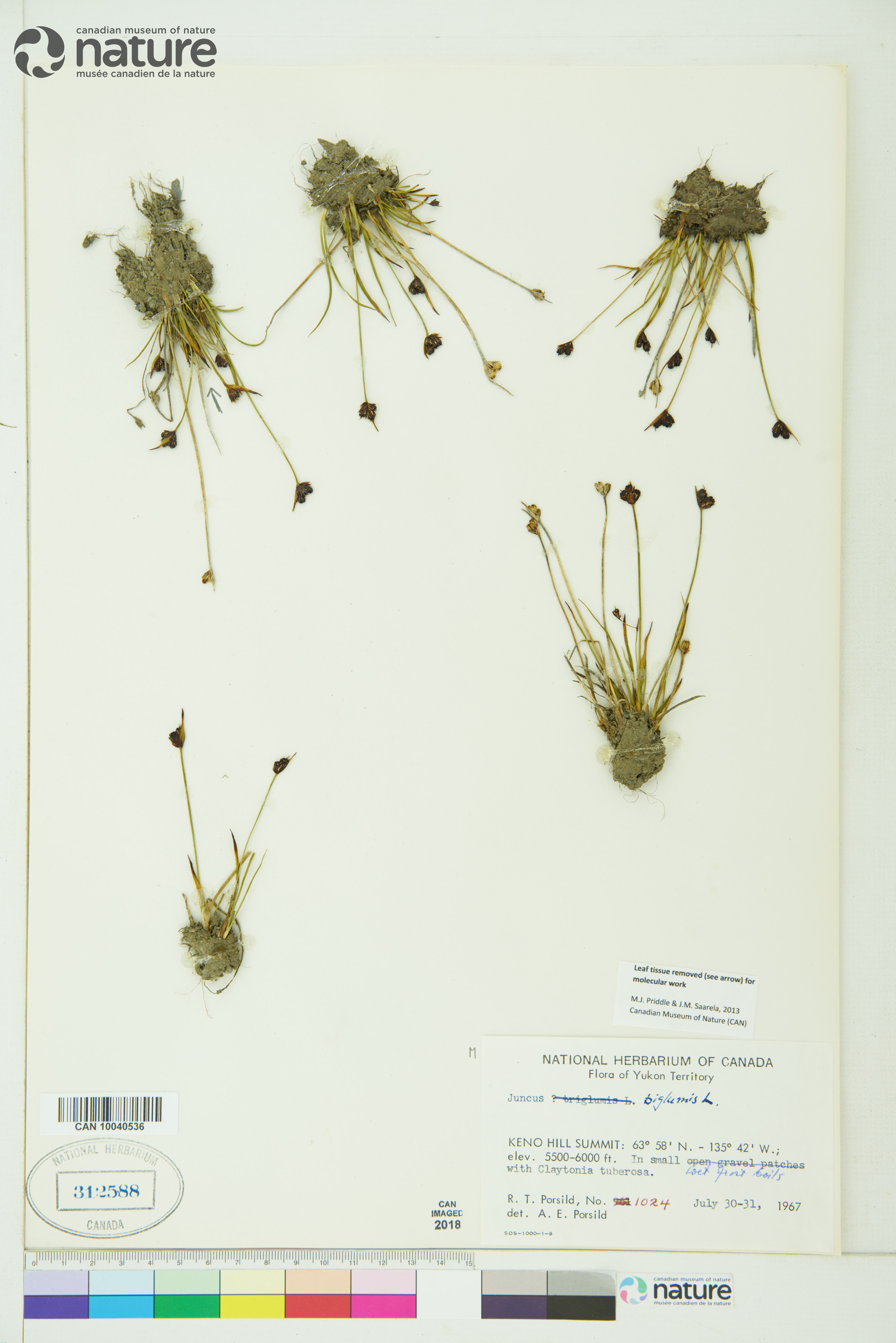 Juncus biglumis image
