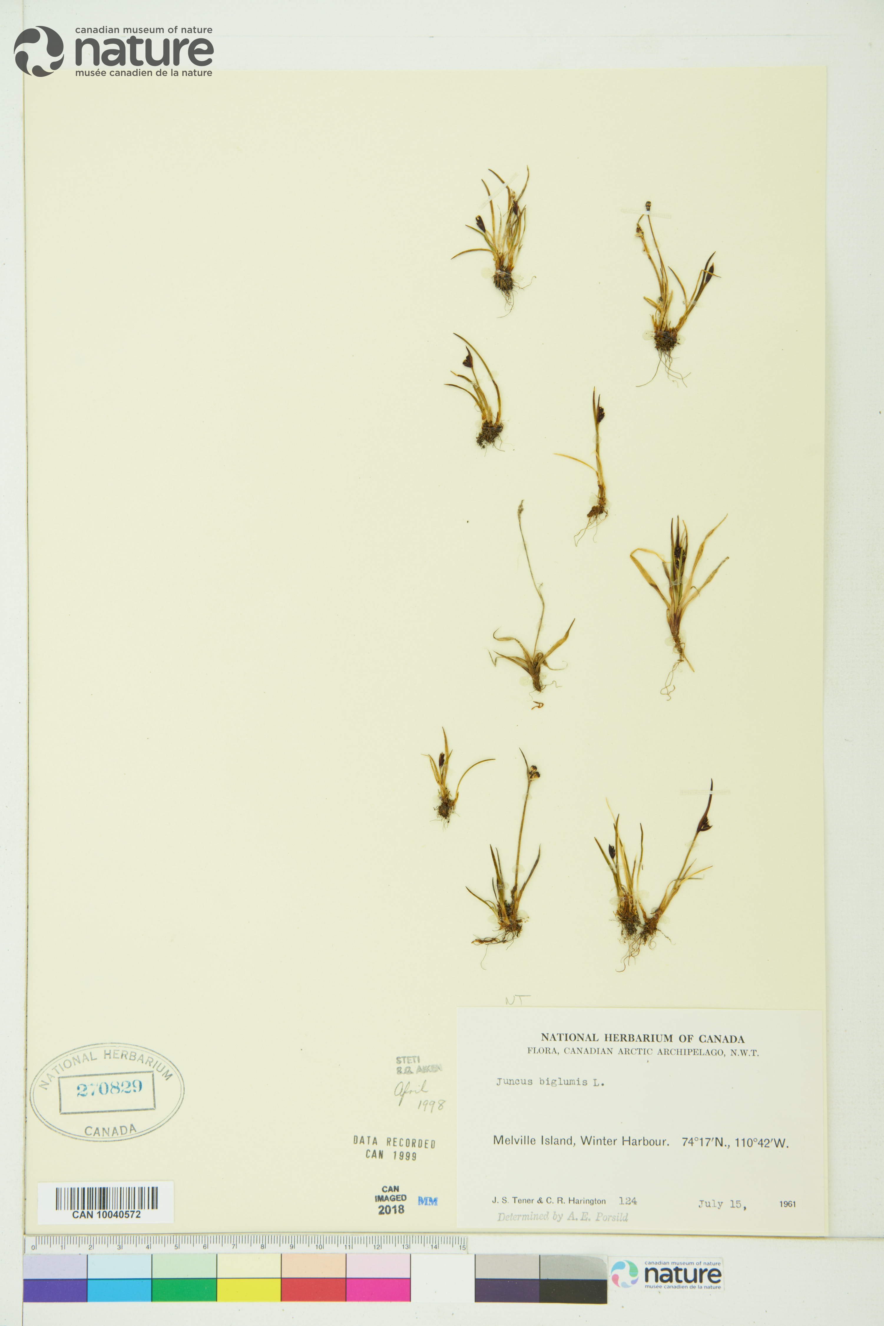 Juncus biglumis image
