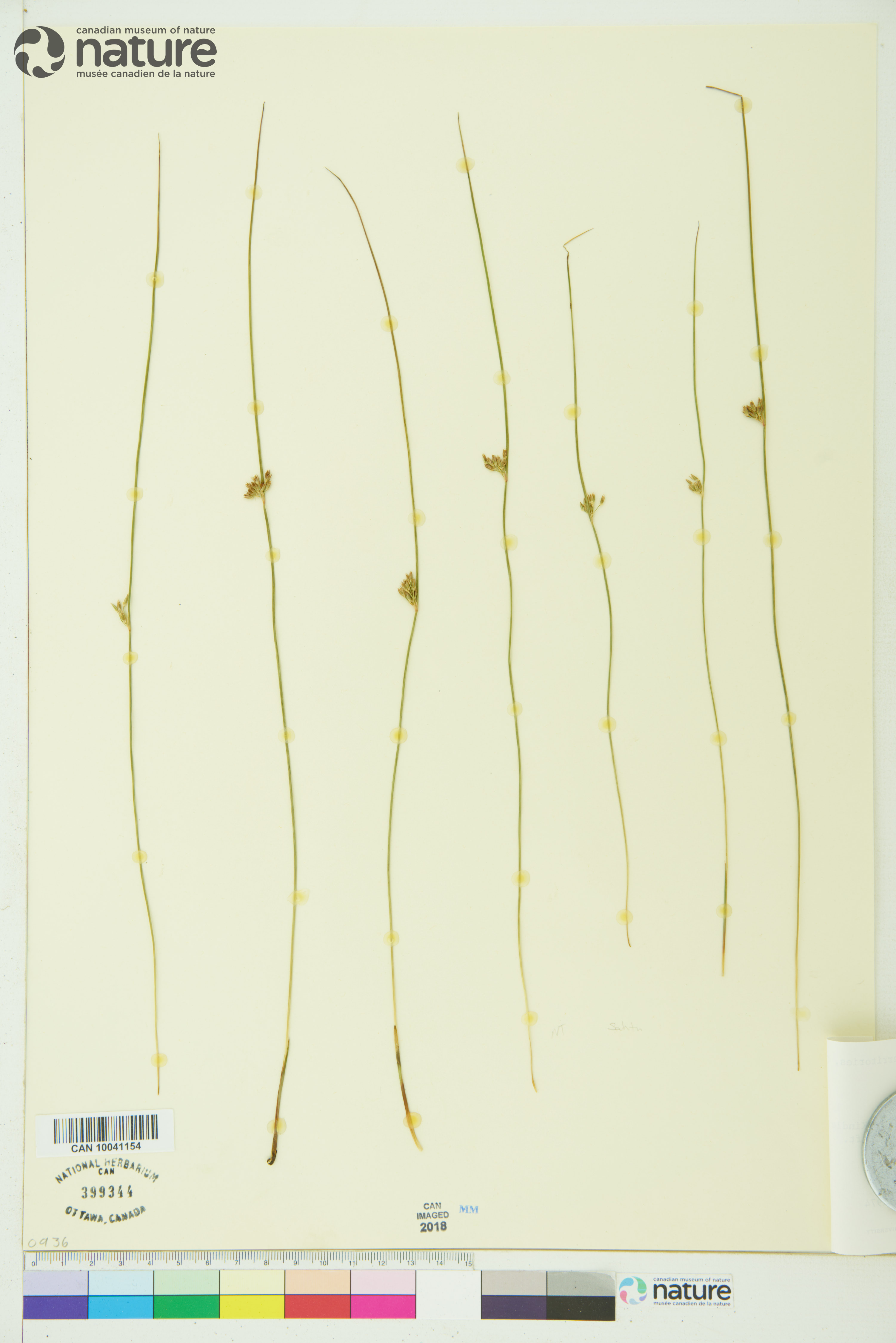 Juncus filiformis image