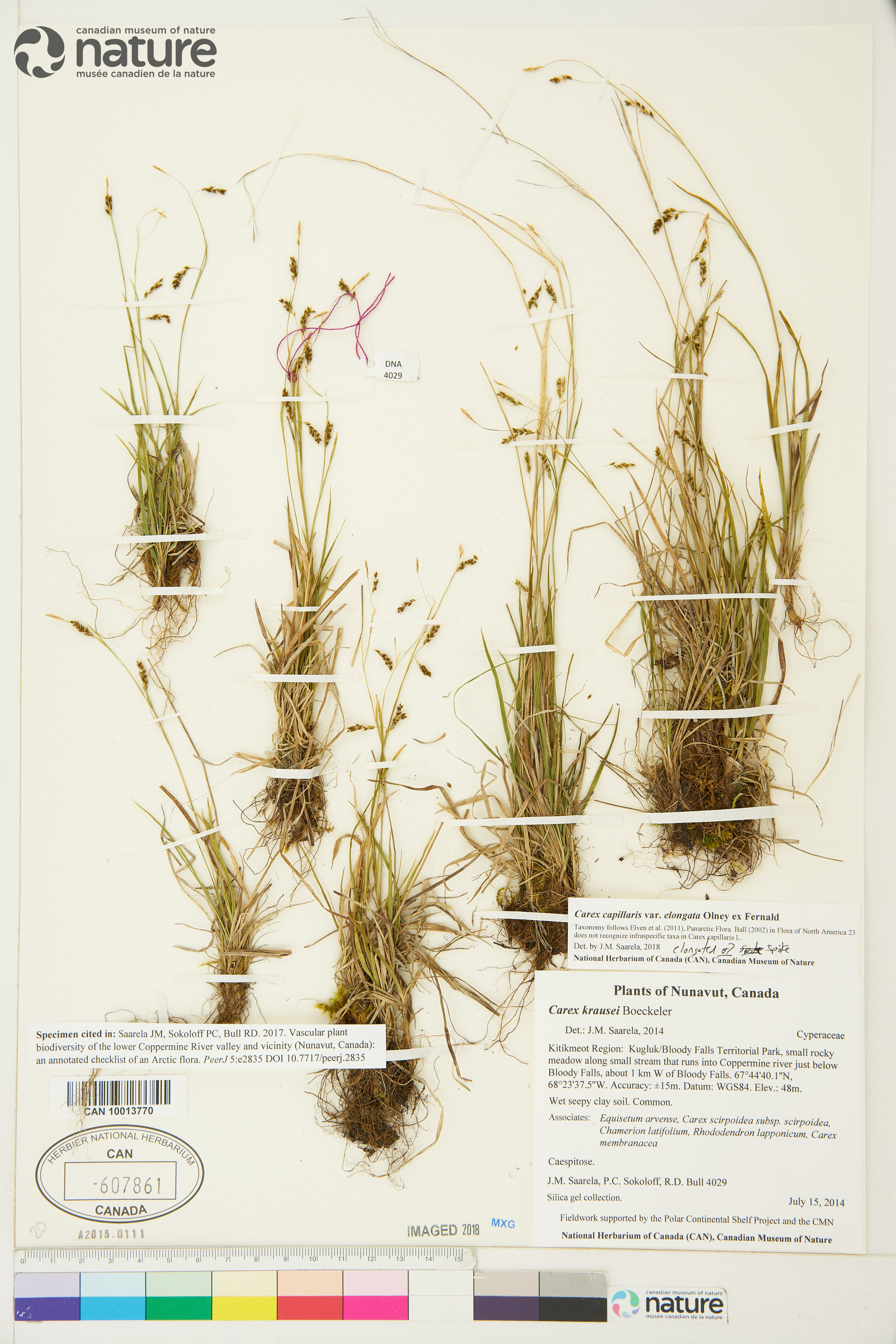 Carex capillaris subsp. capillaris image