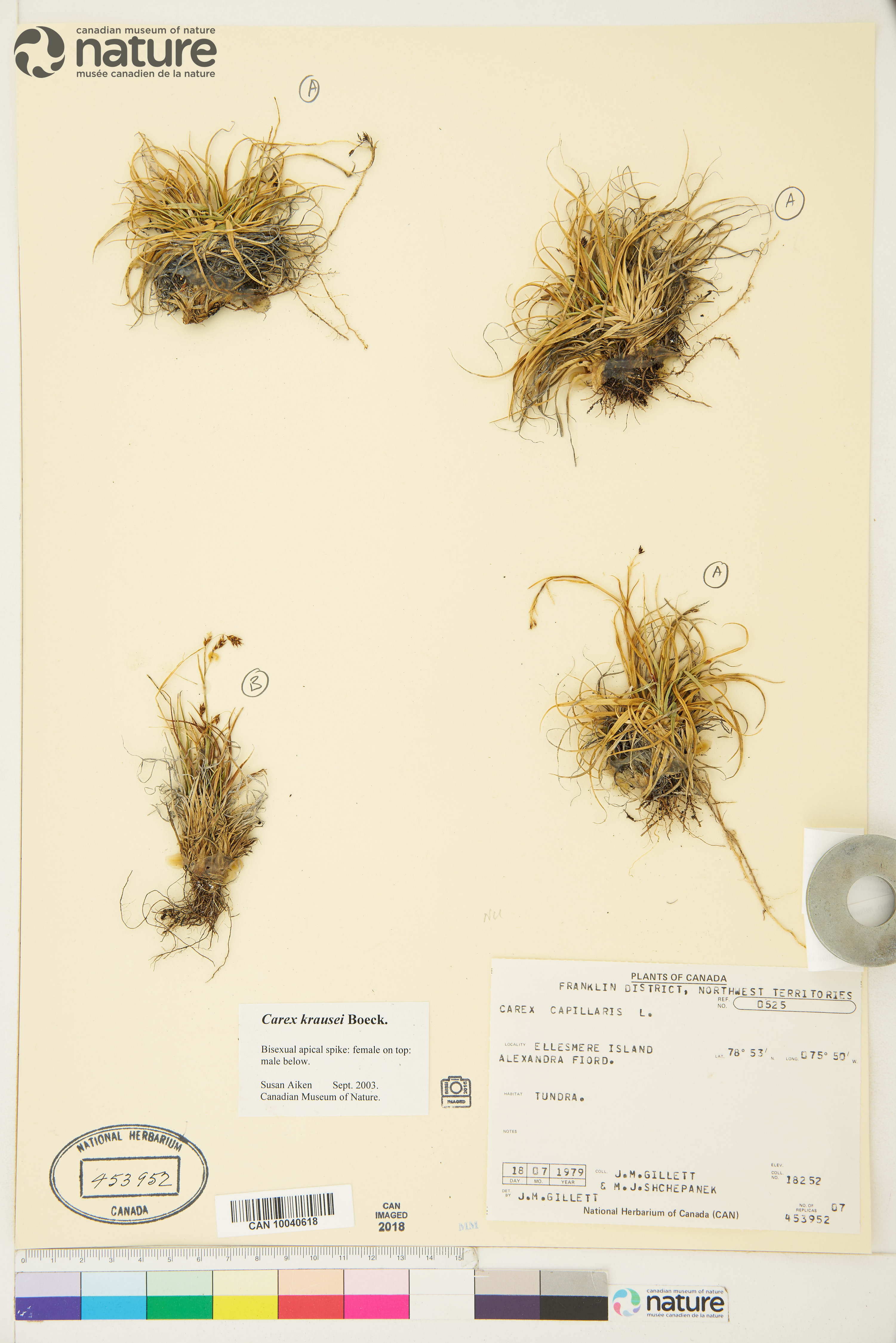 Carex fuliginosa image