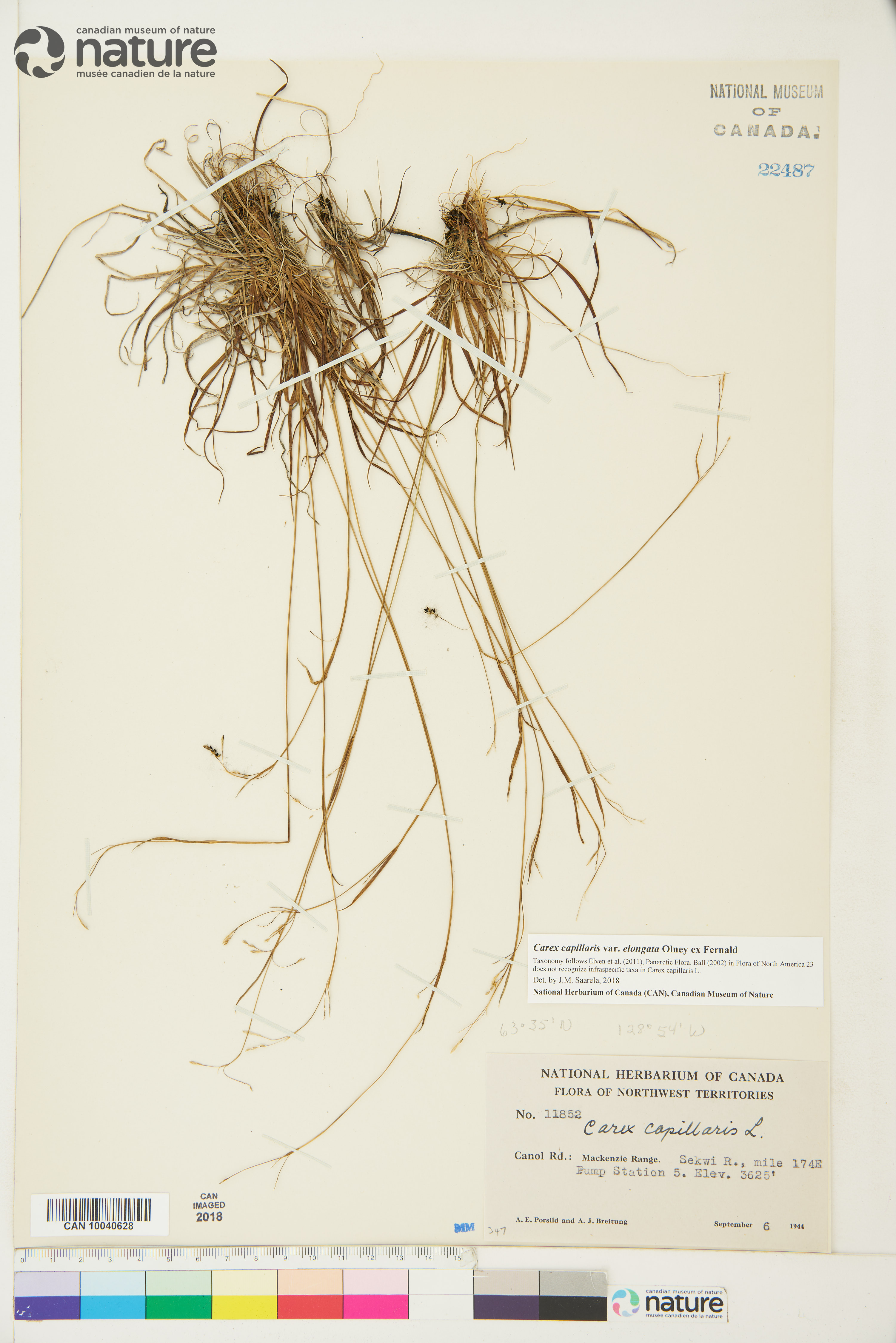 Carex capillaris subsp. capillaris image