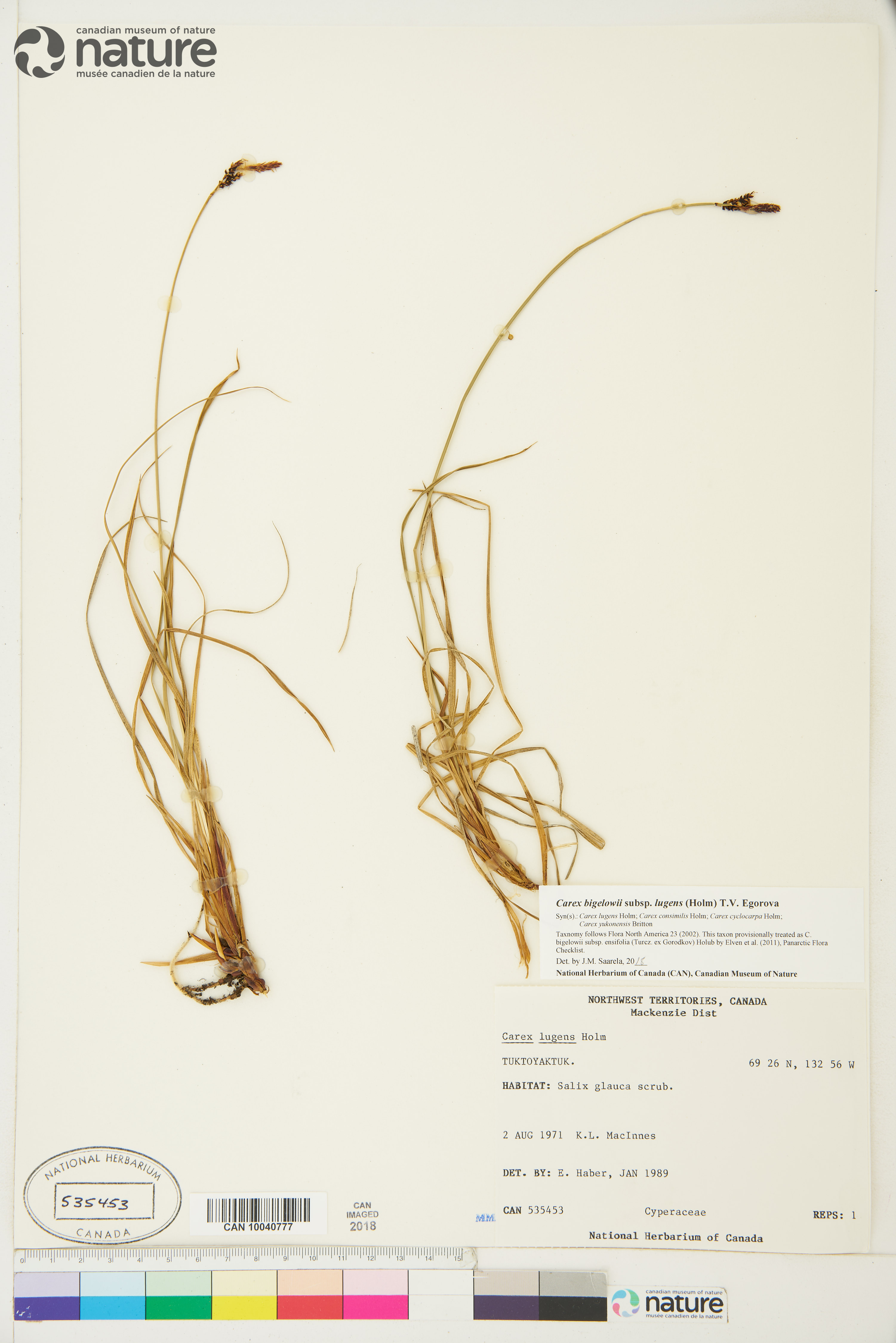 Carex bigelowii subsp. lugens image