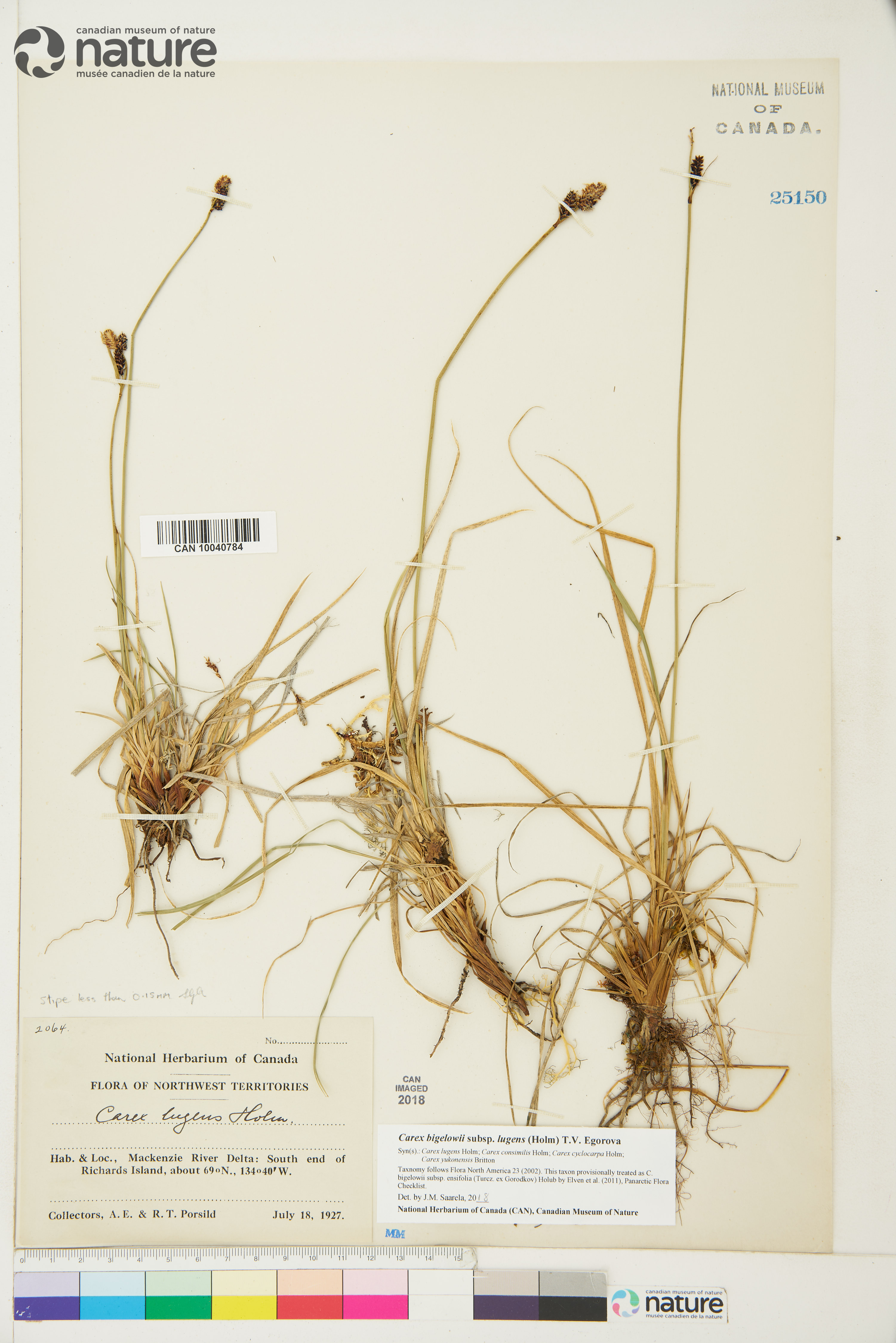 Carex bigelowii subsp. lugens image