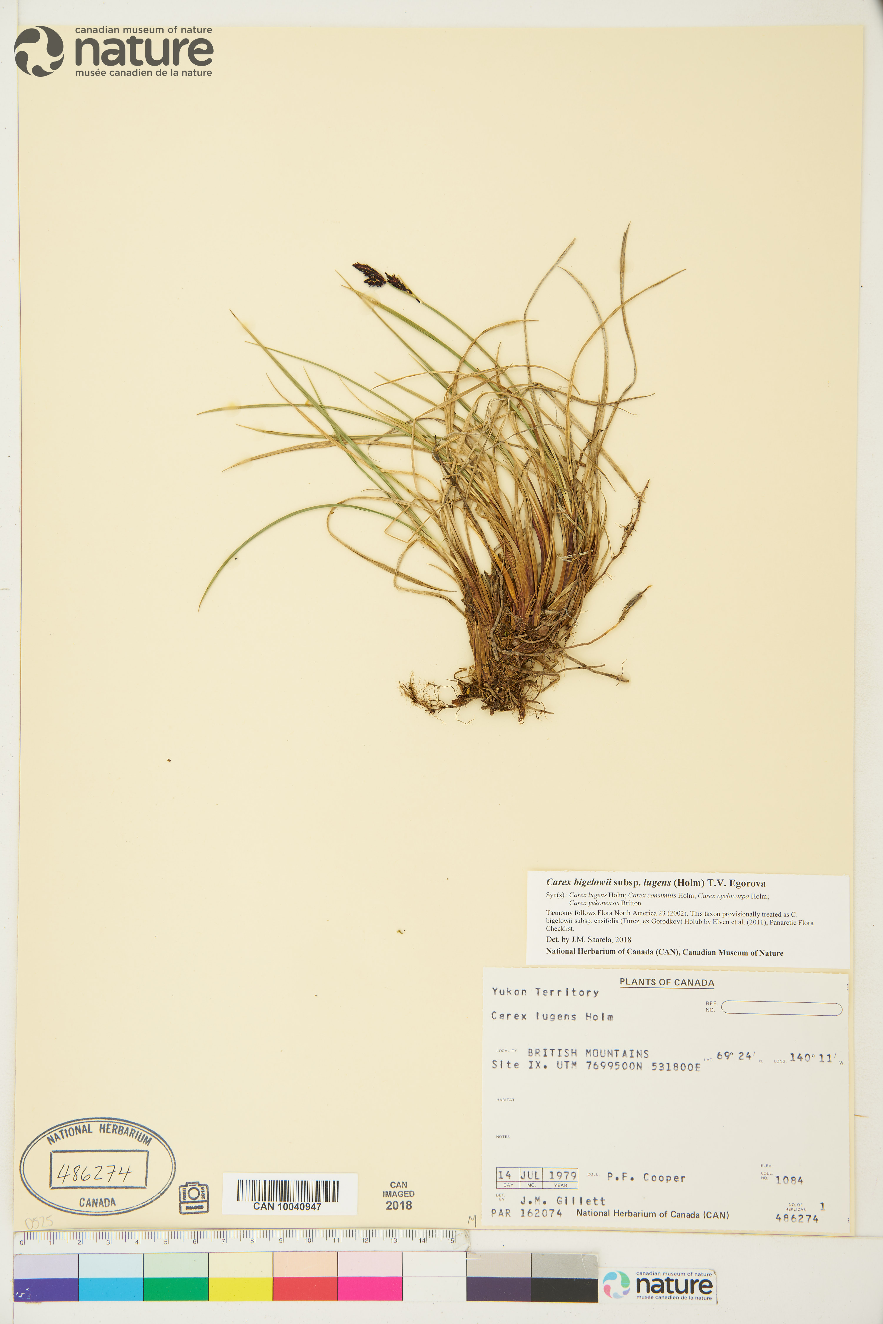 Carex bigelowii image