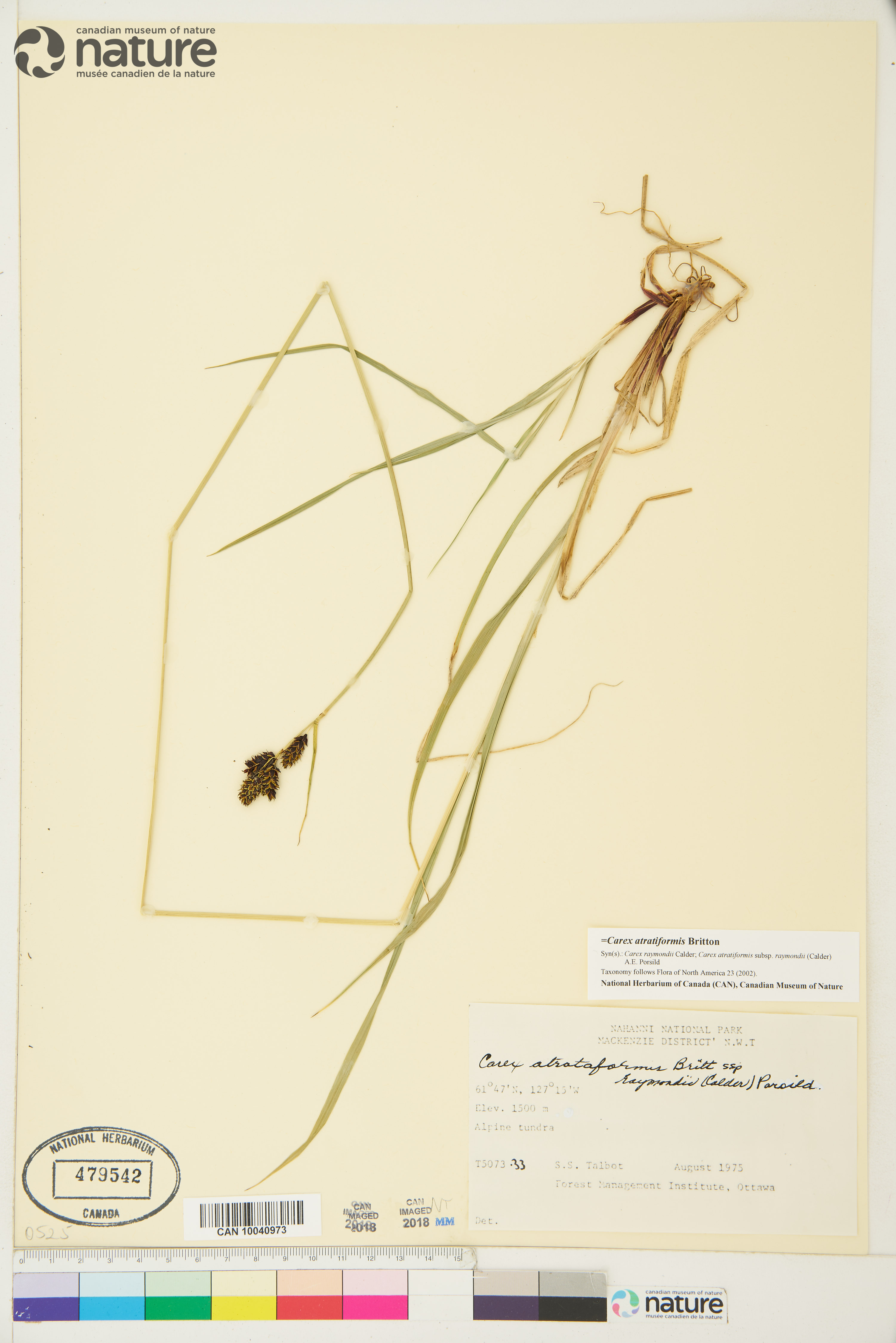 Carex atratiformis image
