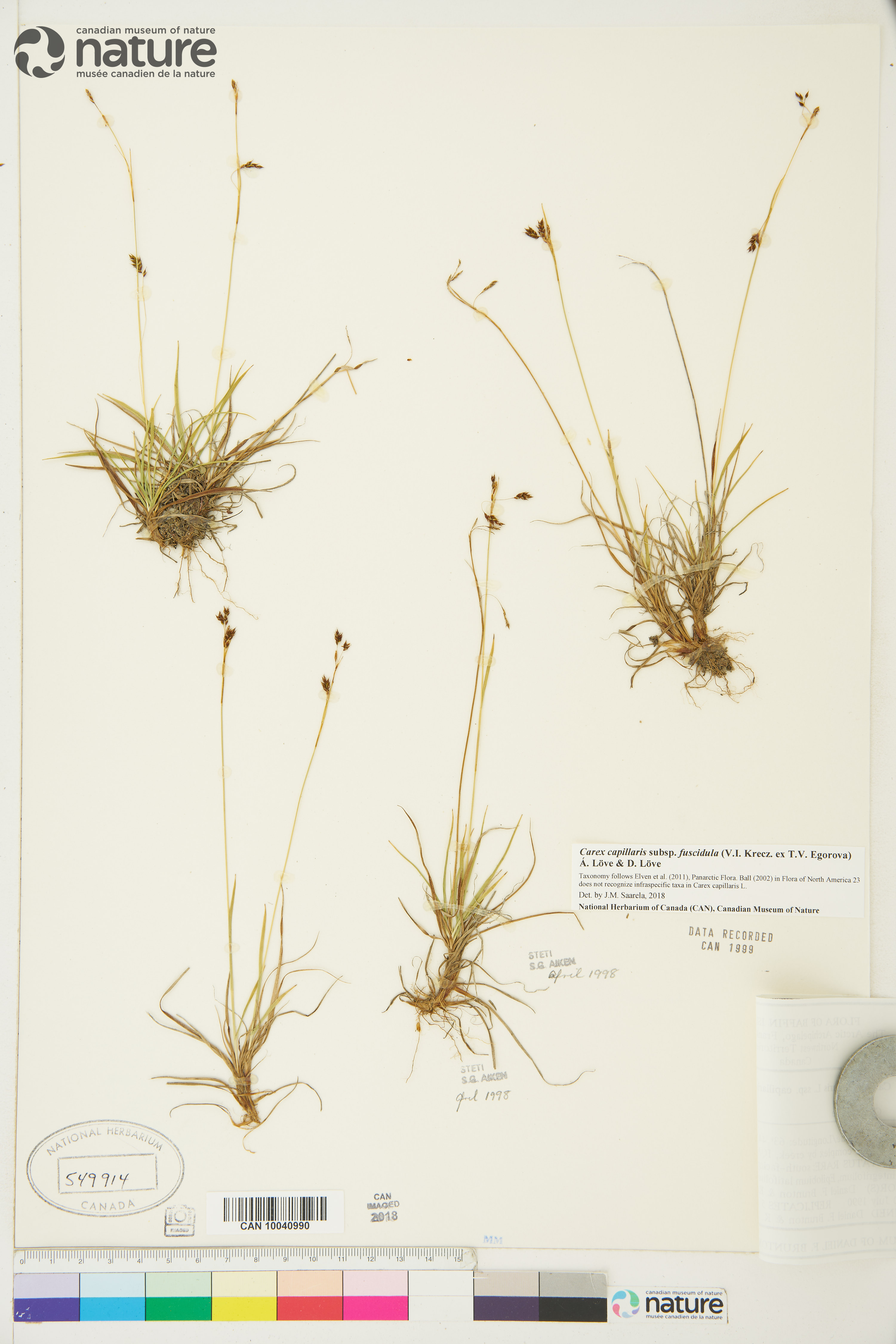 Carex capillaris subsp. fuscidula image