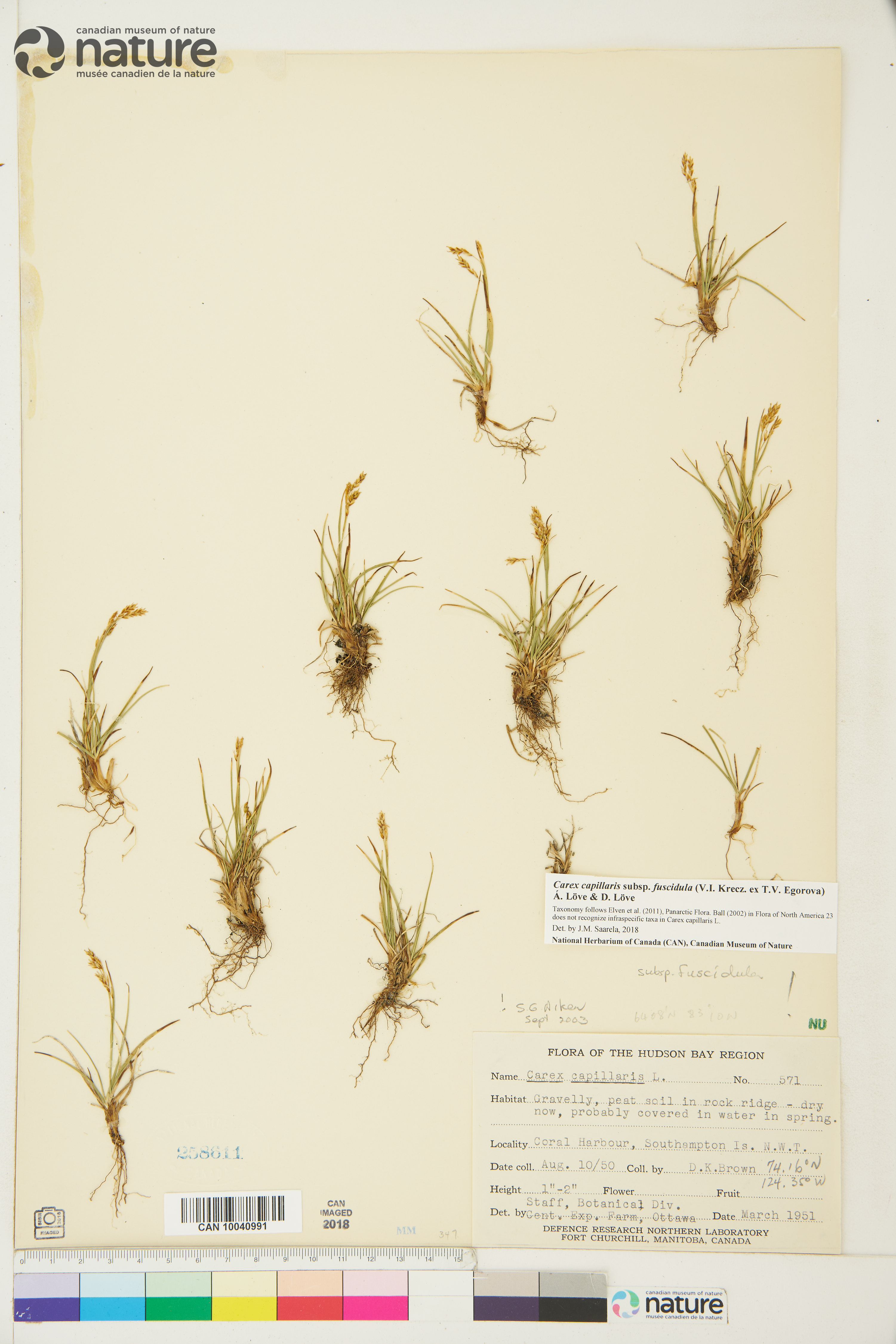 Carex capillaris subsp. fuscidula image