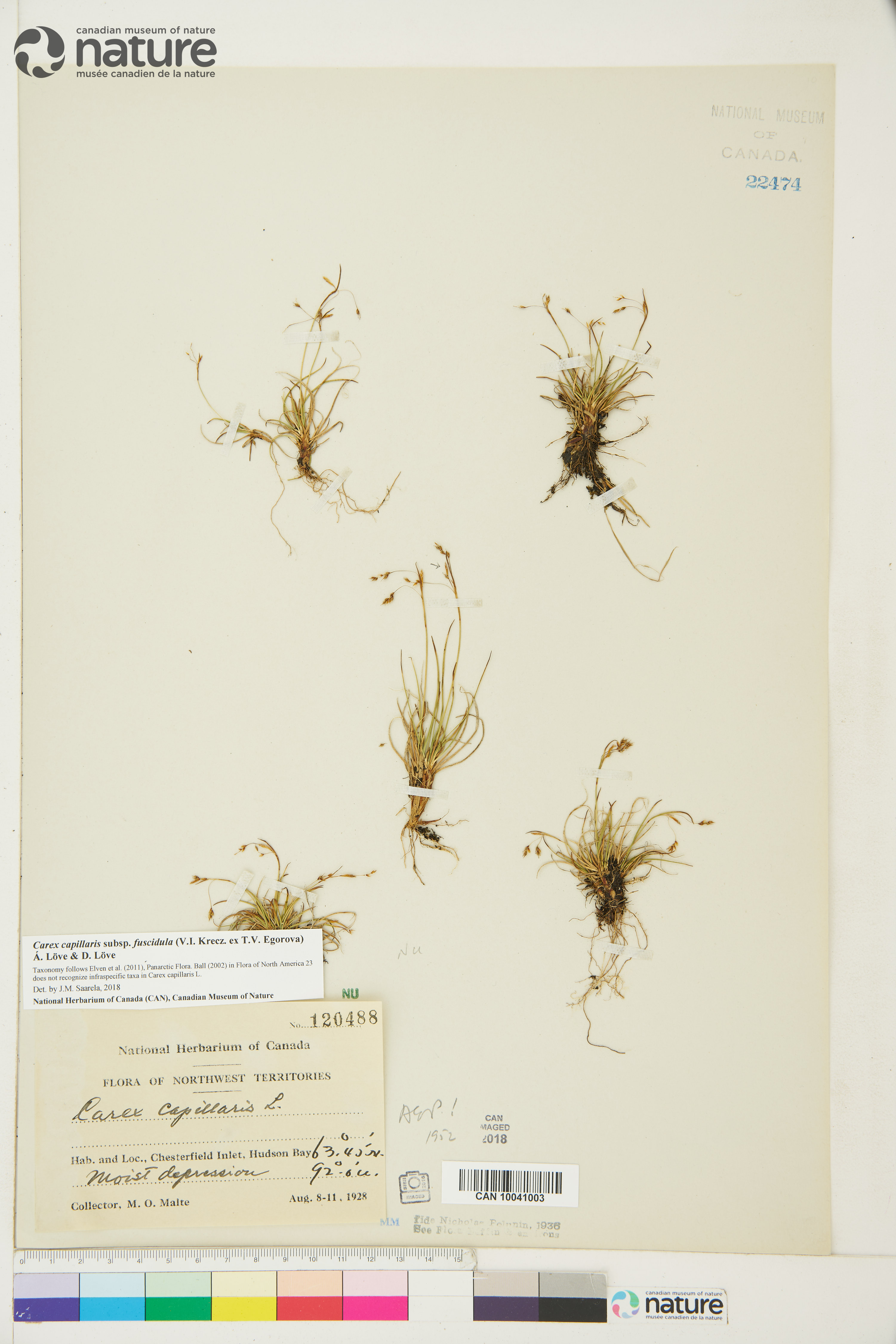 Carex capillaris subsp. fuscidula image