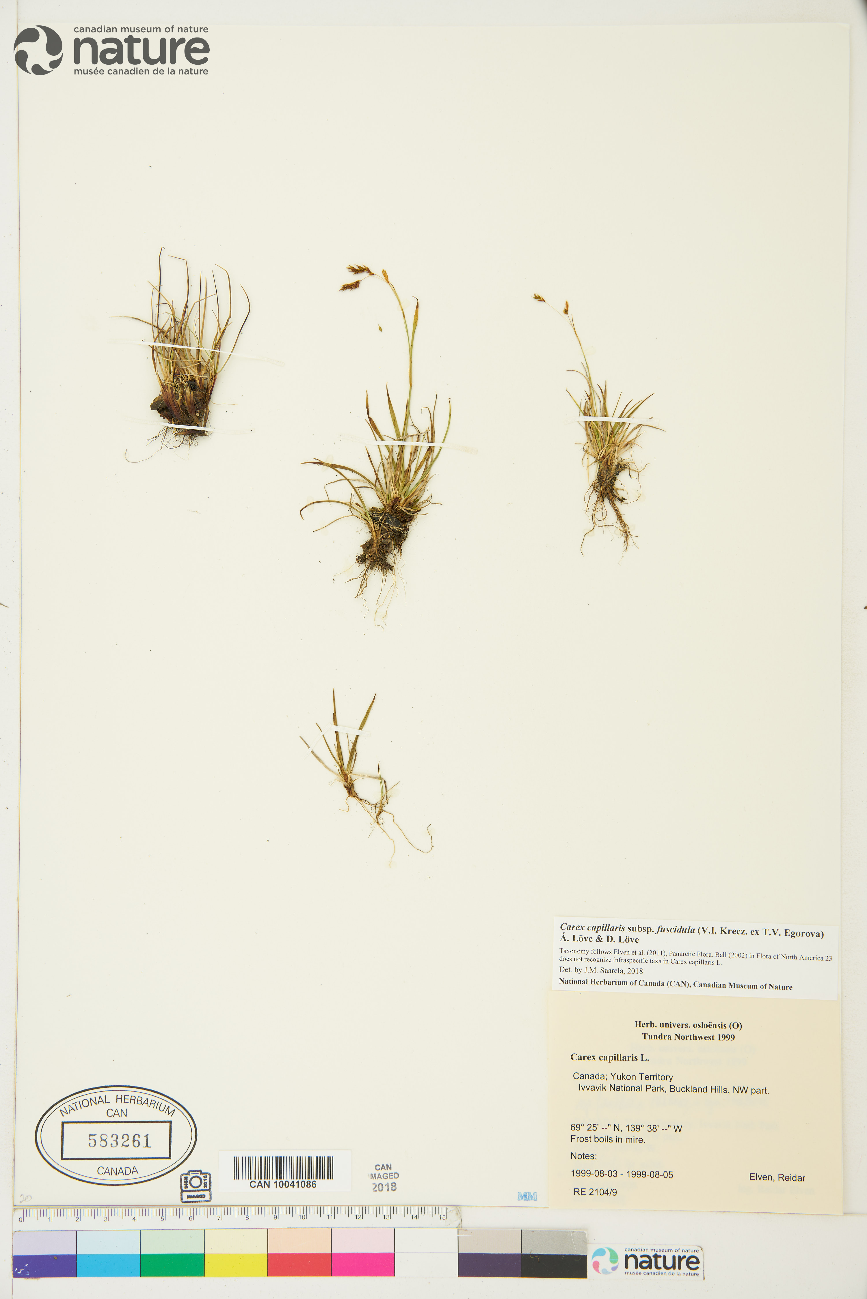 Carex capillaris subsp. fuscidula image