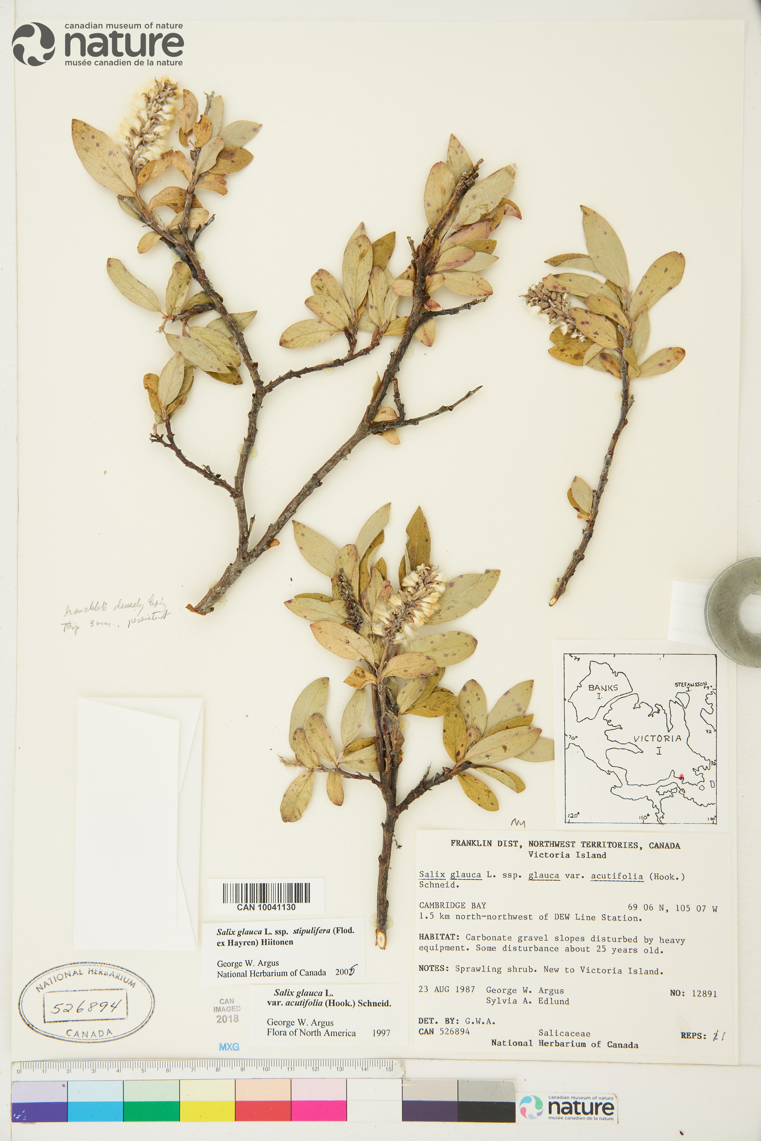 Salix glauca var. stipulata image