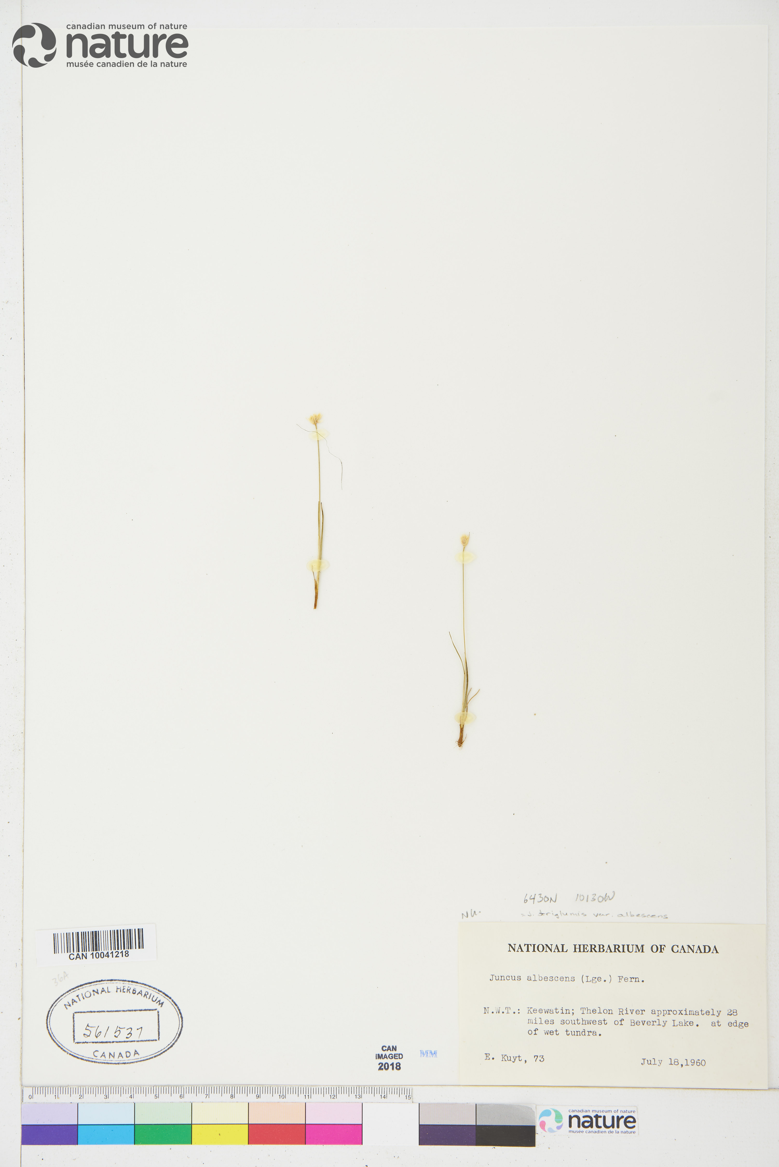 Juncus triglumis var. albescens image