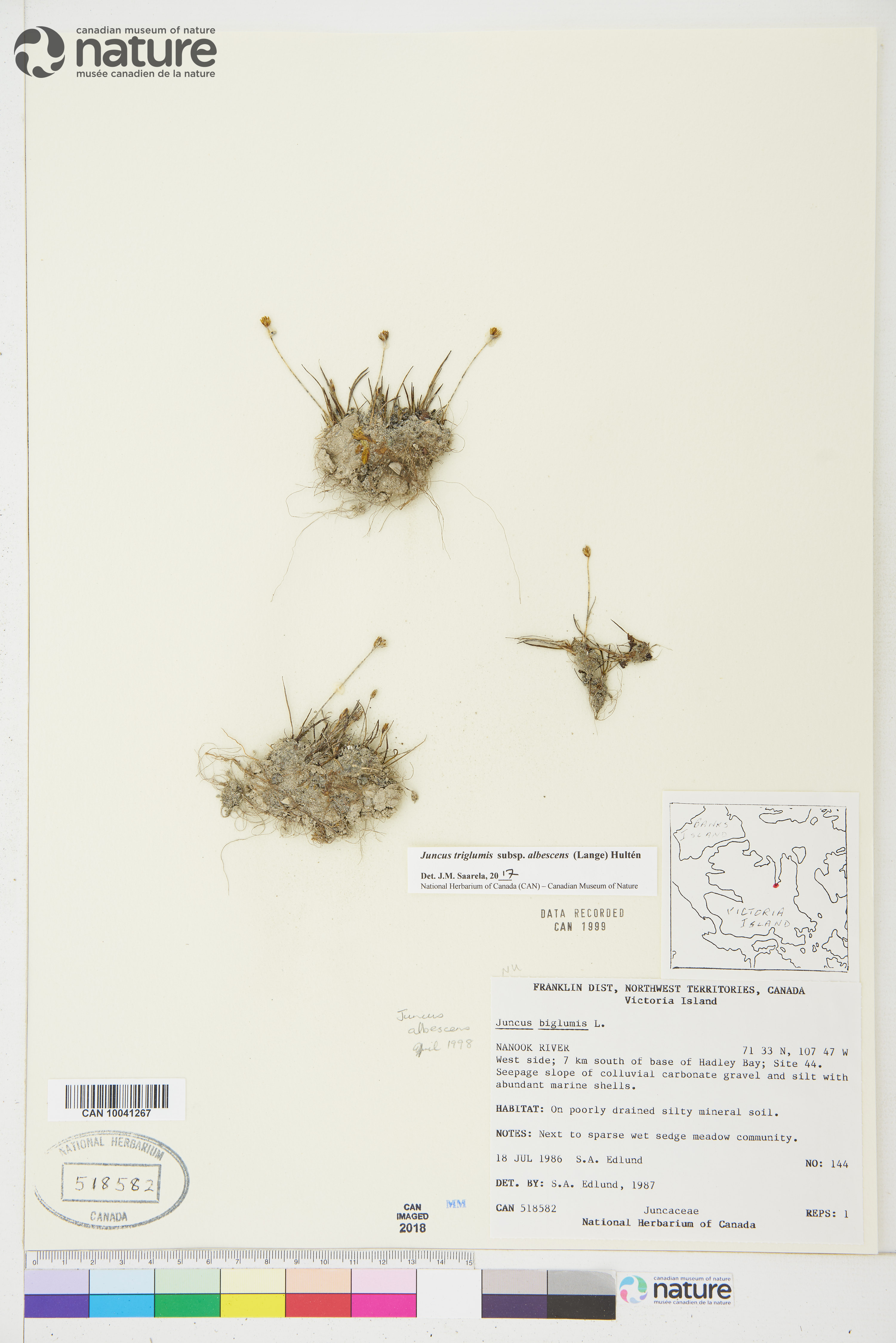 Juncus albescens image