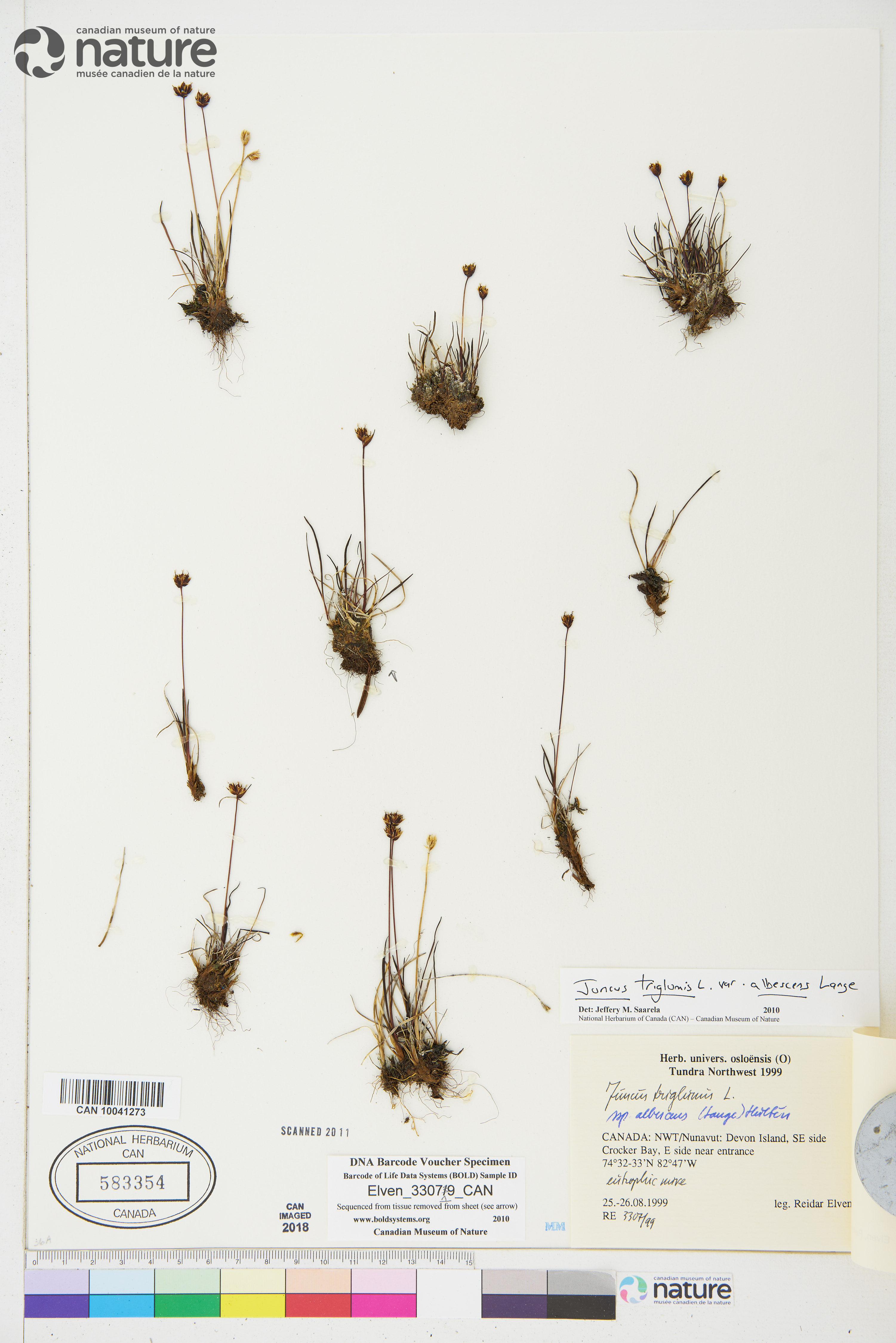 Juncus triglumis var. albescens image